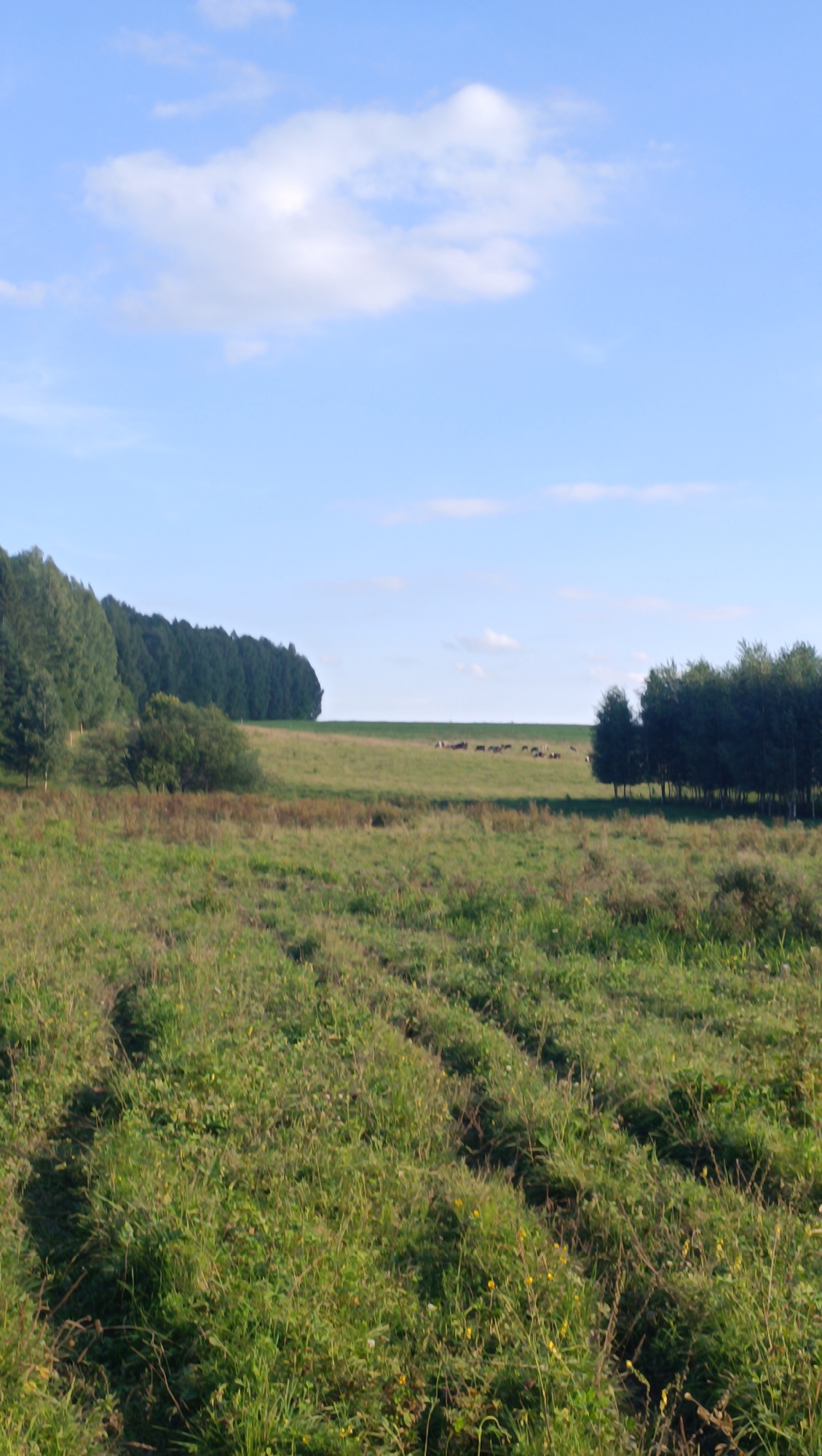The image depicts a rural landscape under a bright blue sky with scattered white clouds. In the foreground, a field of tall, green grass with patches of yellow wildflowers is visible, showing tire tracks from agricultural machinery. In the mid-ground, a rolling green hill is dotted with a herd of cattle grazing. A line of dark green trees borders the far edge of the hill on the right, while a denser forest of lighter green trees stretches across the left side of the image, with some smaller trees and bushes in front of it. The horizon is clear and flat, suggesting an open expanse of land. The overall scene is tranquil and pastoral. The location is specified as Karsha, Russia, implying this is a typical rural scene from that region.