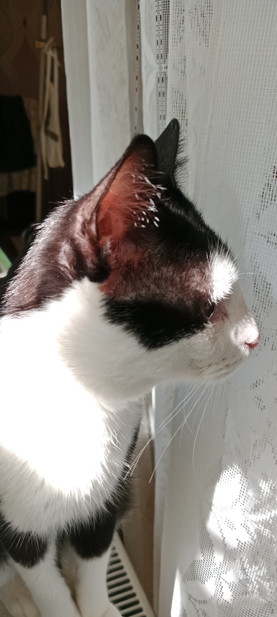 The image displays a close-up, side-profile view of a black and white cat bathed in sunlight, positioned near a white, lacy curtain. The cat's fur is detailed, with sunlight highlighting the texture of its ear and whiskers. Small white specks are visible on the cat's ear. The background shows a blurred interior, possibly a room with a radiator or vent. The image does not provide any specific geographical markers or context to determine its location in Novorossiysk, Russia.
