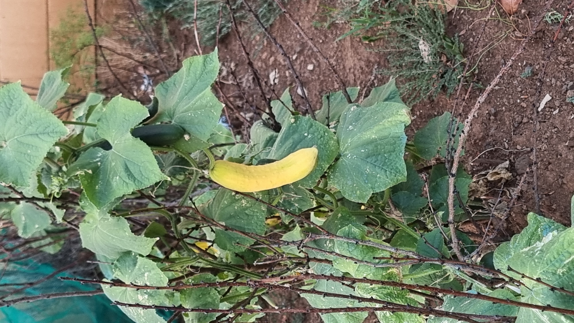 A yellow cucumber hangs from a vine in a garden in Sant Joan les Fonts, Spain. The cucumber is curved and has a textured skin. It is surrounded by large green leaves, some of which have white spots. The vine is supported by brown, thorny branches. The ground is covered with brown soil and dry leaves, with some green plants growing in the background.