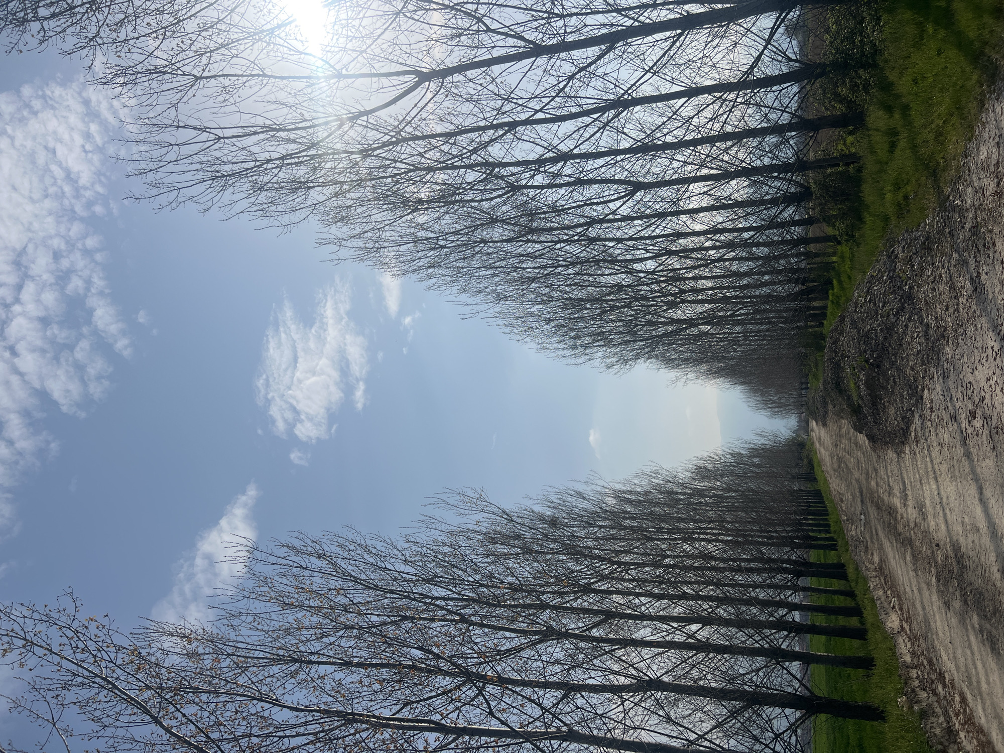 The image shows a dirt road receding into the distance, flanked by rows of bare trees on either side. The sky is visible above, with scattered clouds and sunlight. The ground along the road is a mix of dirt, gravel, and some patches of green grass. The location is likely in or near Zlokuchene, Bulgaria, though there are no distinctive landmarks or signs to confirm this definitively from the image alone.