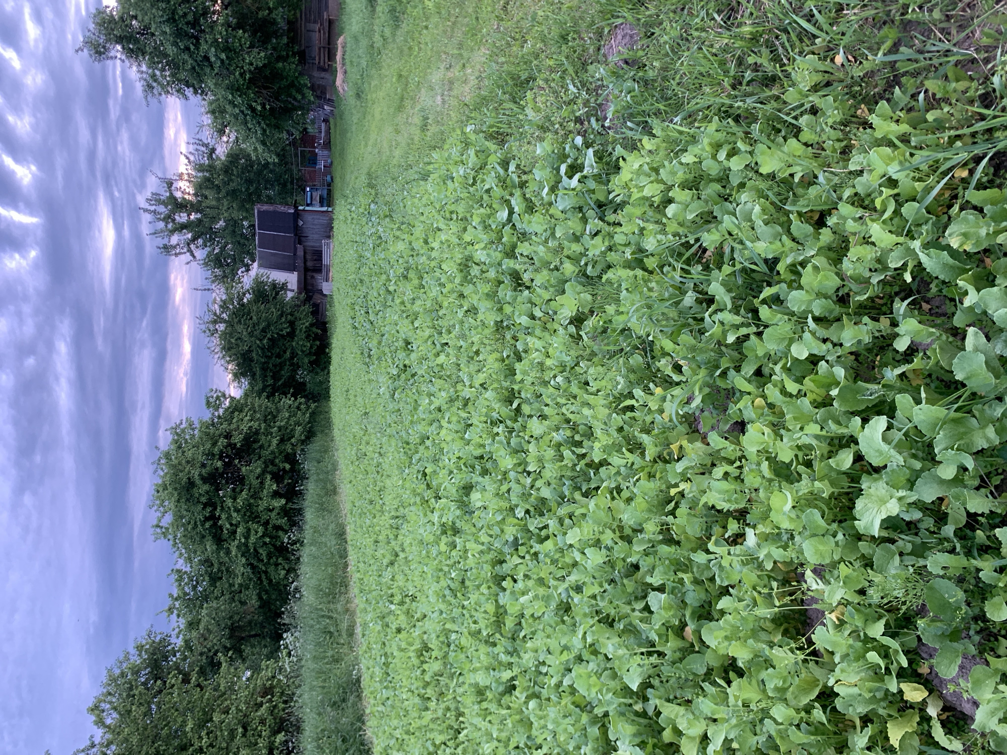 The image displays an agricultural field in Відзаўскі сельскі Савет, Belarus, under a twilight sky characterized by hues of purple, grey, and faint pink clouds. The foreground and midground on the left are dominated by a dense, uniform crop of broad-leafed green plants, resembling radishes or similar leafy vegetables. An uncultivated strip of grass and mixed herbaceous vegetation borders the right side of the planted field, extending into the midground. In the background, a cluster of mature deciduous trees forms a natural barrier, partially obscuring the horizon. Centrally positioned among these trees is a rustic, weathered wooden shed or outbuilding with a dark, possibly corrugated roof. To its right, glimpses of additional structures and a small pile of dried vegetation are visible amidst more trees. No human or animal subjects are present in the scene.