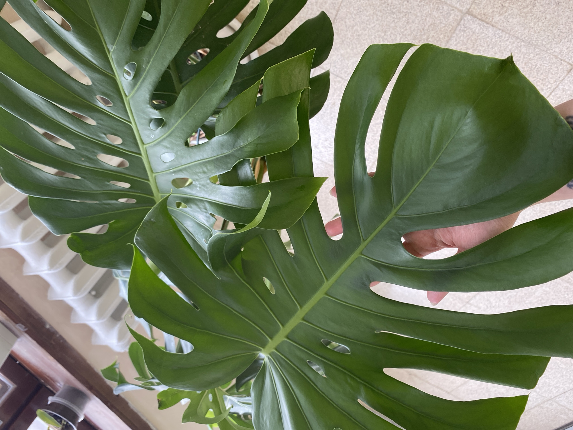 The image shows a close-up of a Monstera plant with large, green leaves featuring characteristic splits and holes. A hand is partially visible behind one of the leaves. The background is a tiled floor and a window blind. The location is unknown.