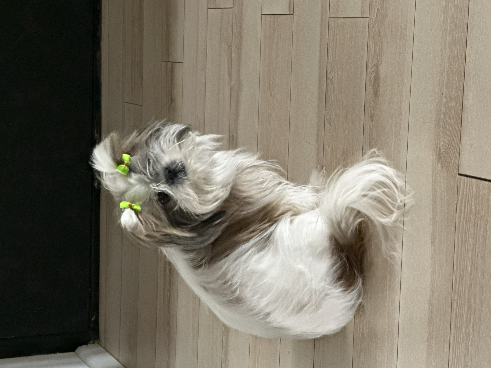 A small, long-haired dog, possibly a Shih Tzu or a similar breed, with white and brown fur, is positioned on a light-colored wooden floor. The dog has green bows on its head, and its tail is curled upward. Part of a black doorframe or wall is visible on the left side of the frame. The scene appears to be indoors, likely within a domestic setting. There is no evidence to suggest this is in Tbilisi, Georgia.