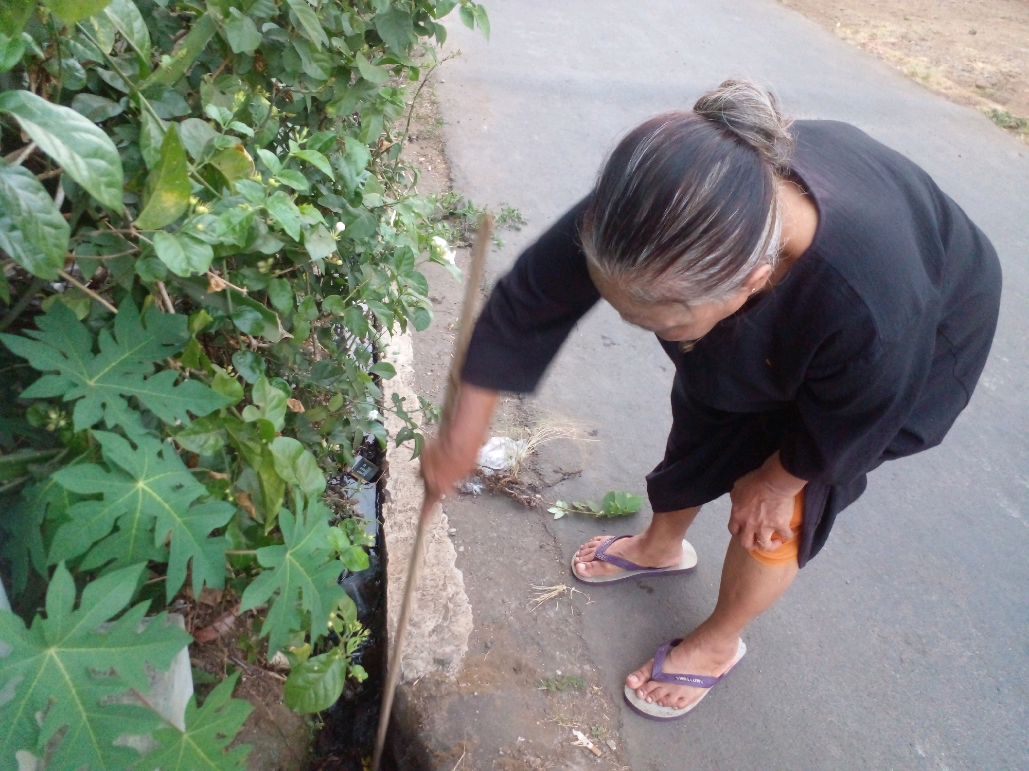 An elderly Indonesian woman is depicted in Pungangan, Indonesia, engaged in cleaning a roadside drain. She wears a dark long-sleeved shirt and black pants, and her feet are adorned with purple flip-flops. Her hair is pulled back into a bun. The woman is holding a broom made of a wooden stick with some fibrous material at the end, which she is using to sweep debris from the drain. The drain is situated next to a patch of lush green vegetation, likely a garden or roadside plants. The ground is paved with asphalt, and there are some dry leaves and twigs scattered on the pavement. The lighting suggests it is daytime.