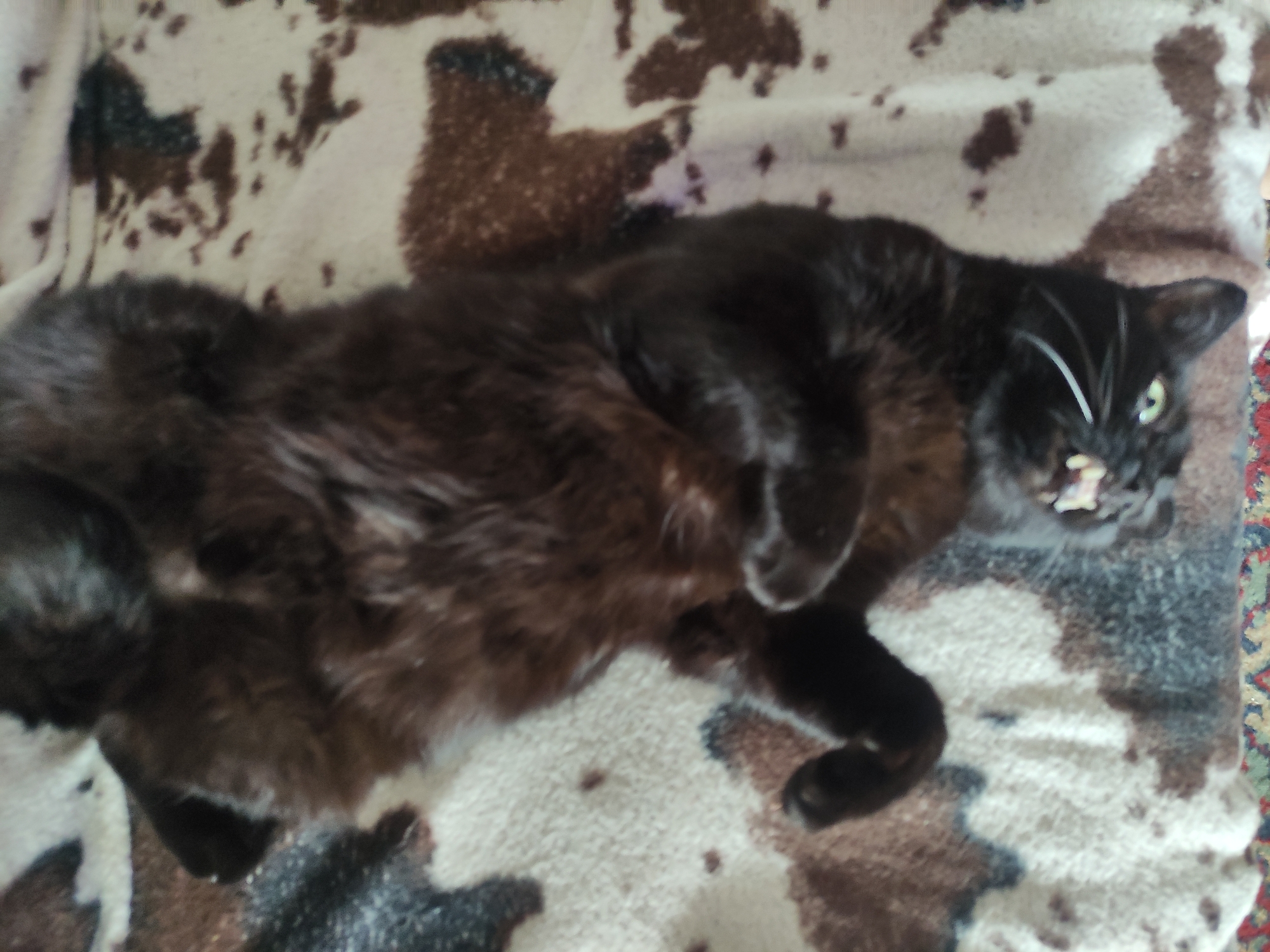 A black cat lies on its back on a brown and white patterned blanket. The cat is positioned in the center of the frame and has its paws curled towards its chest. The cat's head is turned slightly to the right, revealing its teeth. The blanket is laid on what appears to be carpet. Location information not possible to ascertain.