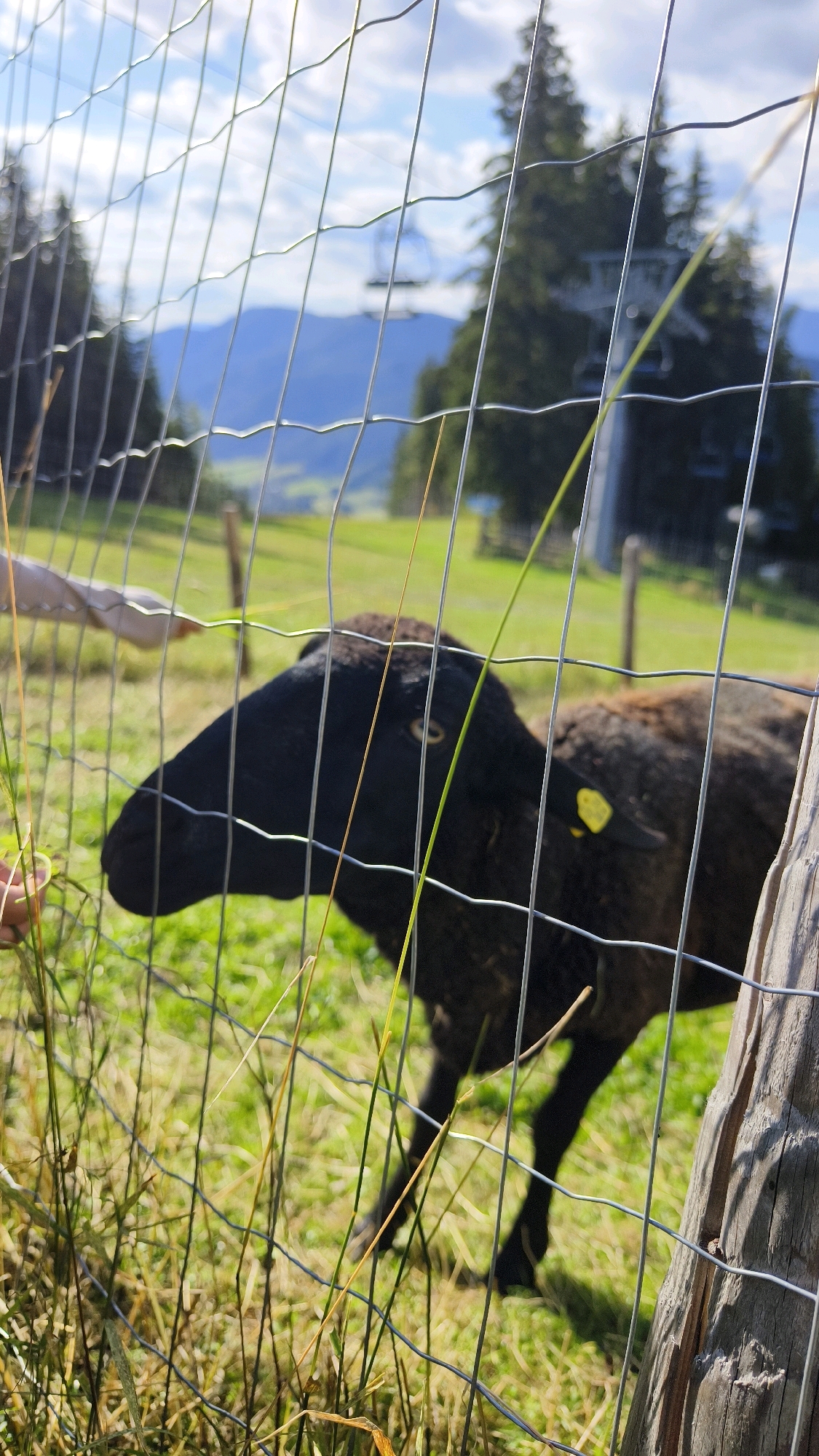 A black sheep with a yellow tag on its ear is being fed grass through a wire fence in Semmering, Austria. The sheep's head is facing left, and its eyes are open. The fence is made of metal wire and has wooden posts. In the background, there is a grassy field, trees, and mountains. A ski lift is visible in the distance. The sky is blue with some clouds.