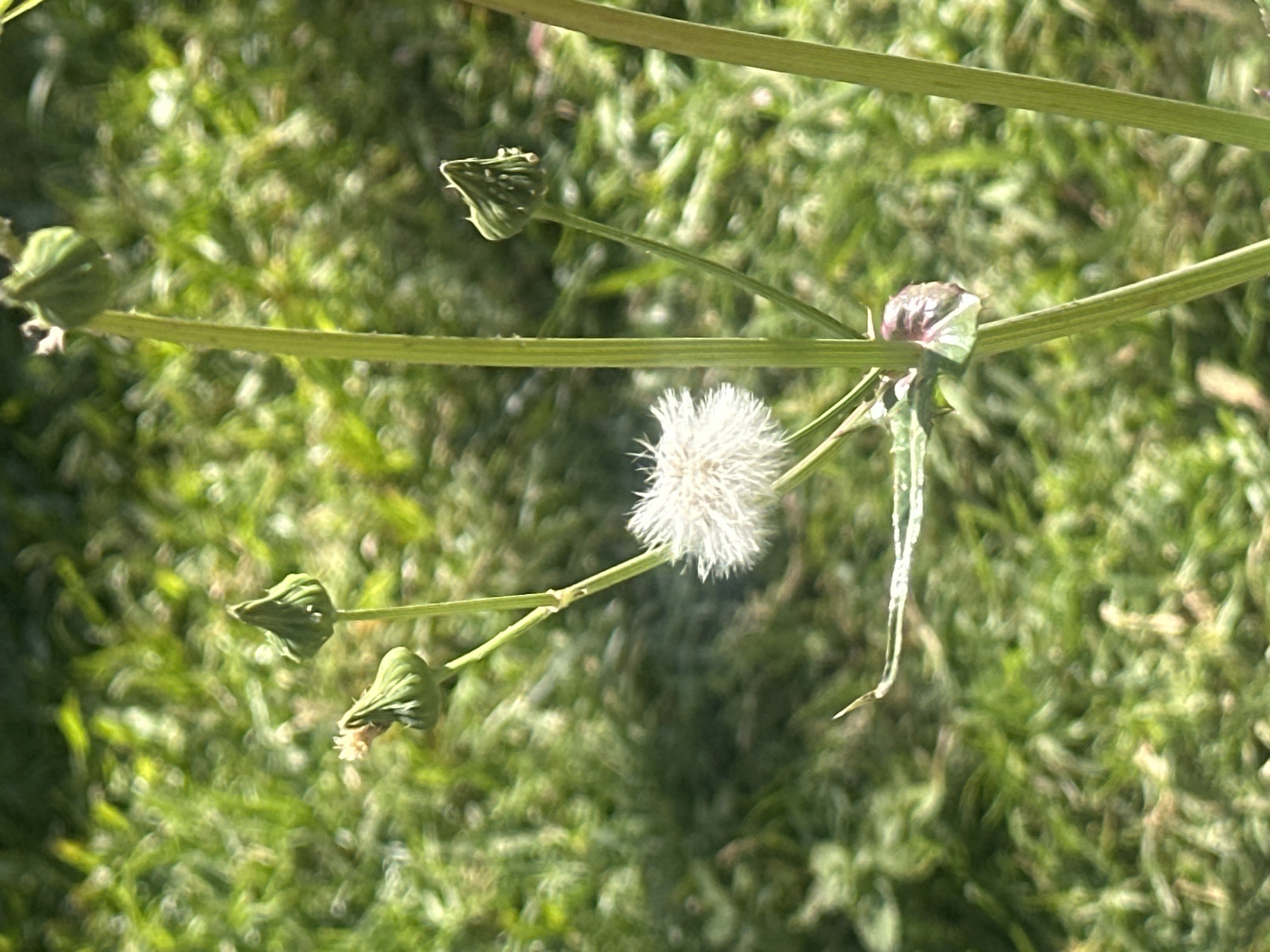 A close-up, eye-level, outdoor shot focuses on a dandelion seed head in its fluffy, white, open state. It is positioned slightly to the left of the frame's center. Around the seed head are several green, unopened dandelion buds, one of which is to the left and slightly above the mature seed head, another above and to the right, and a third bud is located to the far right and slightly above the others. The stems are green and textured, with one prominent stem running vertically up the right side of the frame. The background is a soft blur of green grass, suggesting a park or garden environment in Thora, Australia. Sunlight is dappled across the scene, creating bright highlights and soft shadows on the grass and plants. No people or animals are visible.