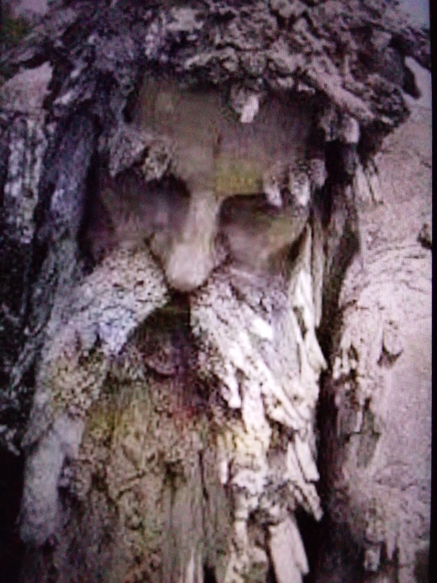 The image is a close-up, low-resolution photograph of what appears to be a face carved into or naturally formed by tree bark. The face is stern and weathered, with deep-set eyes, a prominent nose, and a thick, textured beard. The surrounding bark forms a textured, dark frame, suggesting the face is part of a tree trunk or a similar natural structure. The lighting is dim, creating deep shadows that emphasize the rugged features of the face. The overall impression is one of an ancient, stoic guardian figure. The location is unknown.