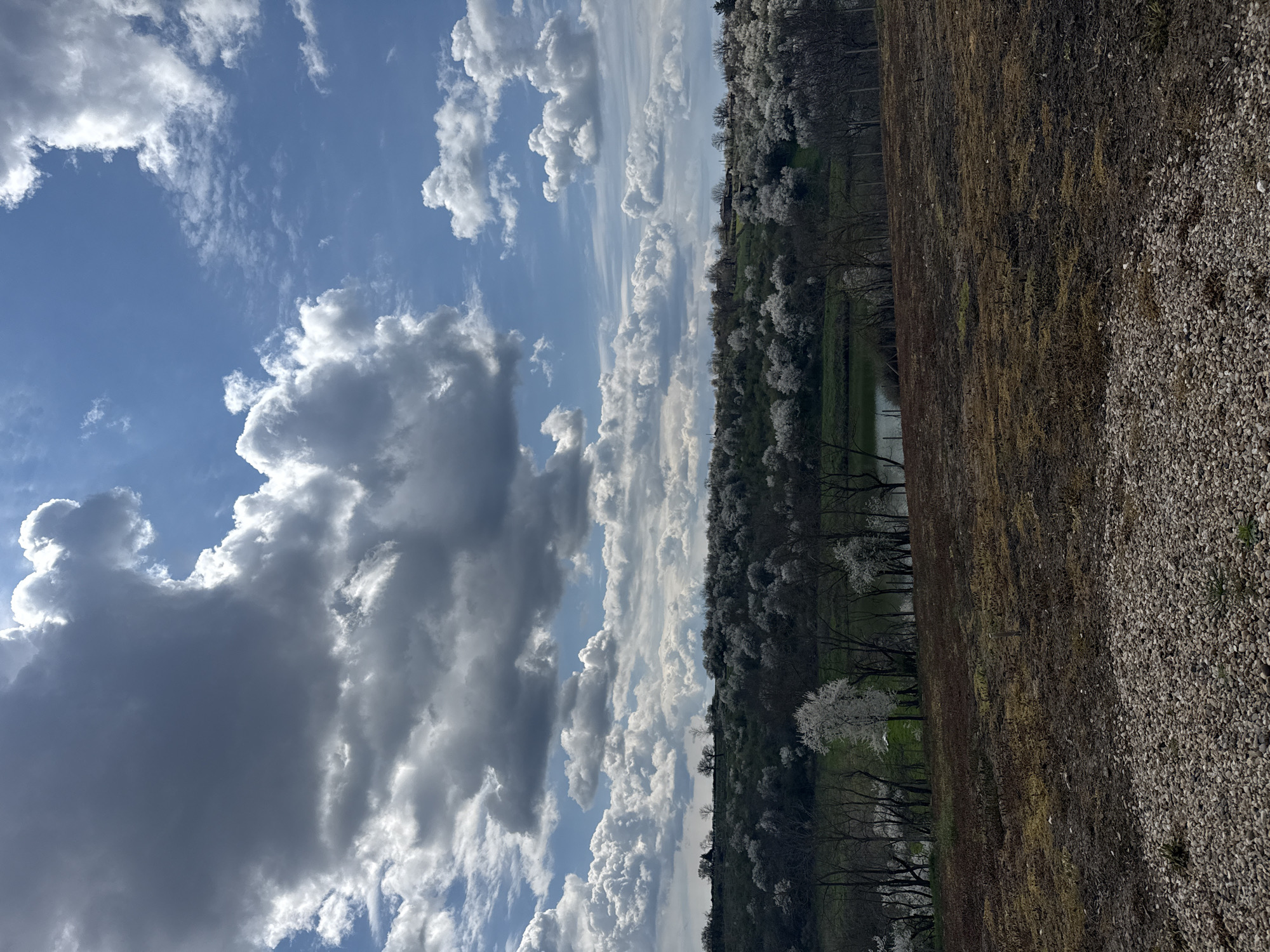 The image presents a landscape scene, likely in a rural area. The sky dominates the left portion of the frame, filled with a mix of cumulus and stratocumulus clouds against a blue sky. On the right side, a field of brown and green vegetation stretches into the distance. A line of trees with white blossoms runs along the edge of the field, bordering what appears to be a body of water, possibly a stream or pond. The foreground is textured with small stones or gravel. Considering the location, Tsar Asen, Bulgaria, it is likely an area in the vicinity of the city. No people, animals, or specific actions are visible in the scene.