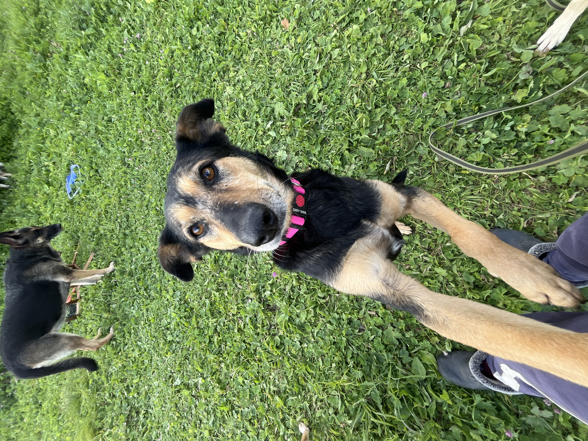 A medium shot captures two dogs on a grassy lawn, with a person's legs visible in the foreground. The dog in the foreground, a medium-sized mix with black and tan markings, wears a bright pink collar adorned with small white studs. It is looking directly at the camera with its front paws resting on the person's legs. Another dog, appearing to be a German Shepherd, is positioned in the background, facing away from the camera and partially obscured. The ground is covered in green grass with scattered small pink wildflowers. A blue dog toy is visible in the background on the grass. The overall lighting suggests an outdoor setting during the daytime. No specific landmarks are identifiable that would indicate the location in Nizhny Tagil, Russia.