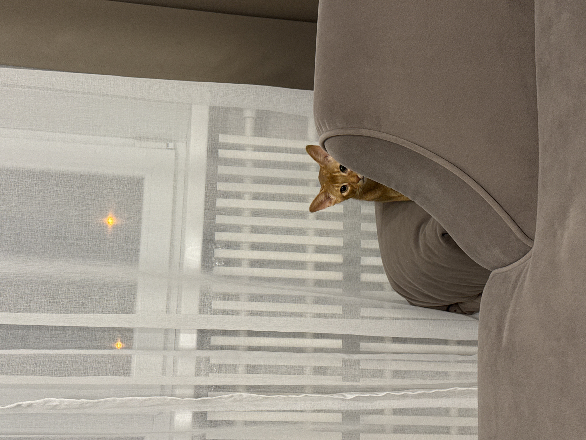 A ginger cat peeks out from behind a sofa cushion in an indoor setting. The cat is positioned on the left side of the frame, looking towards the viewer with its head and upper body visible. The sofa is a neutral brown color. In the background, sheer white curtains hang in front of a window with a radiator visible behind them. Two small, bright yellow lights are visible through the curtains. The image appears to be taken in a residential interior. There is no discernible connection to Stary Oskol, Russia.