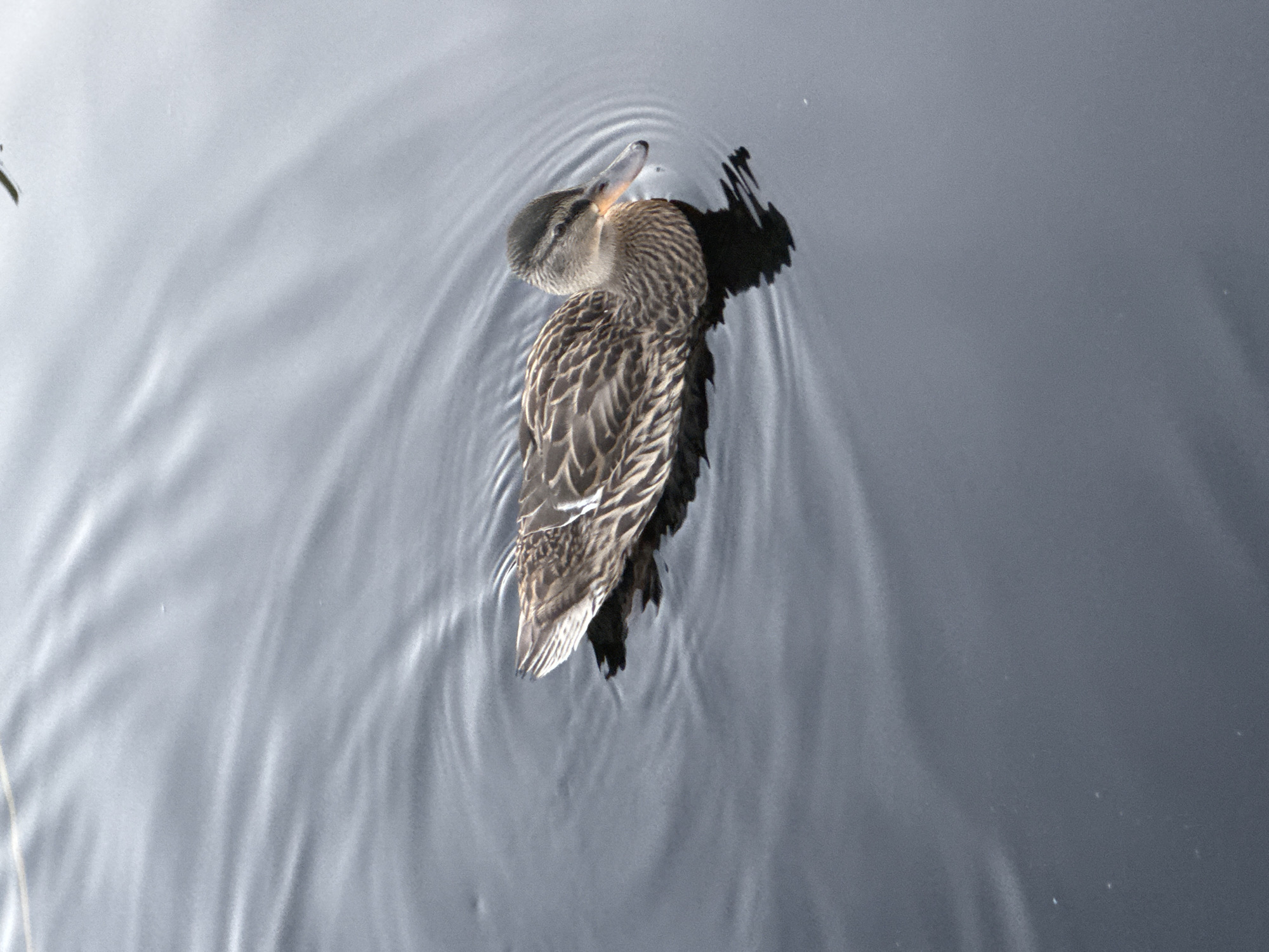 A single female mallard duck swims on the surface of dark, rippling water. The duck is positioned in the middle of the frame, facing towards the right edge. Its plumage is a mottled brown and tan, with lighter streaks on its wings and neck. The duck's head is slightly lowered, and its bill is orange with a black tip. The water has a gray hue, reflecting the overcast sky. The ripples create a pattern of light and shadow on the surface. There are no people or other animals visible in the image. The location is not specified in the original prompt.