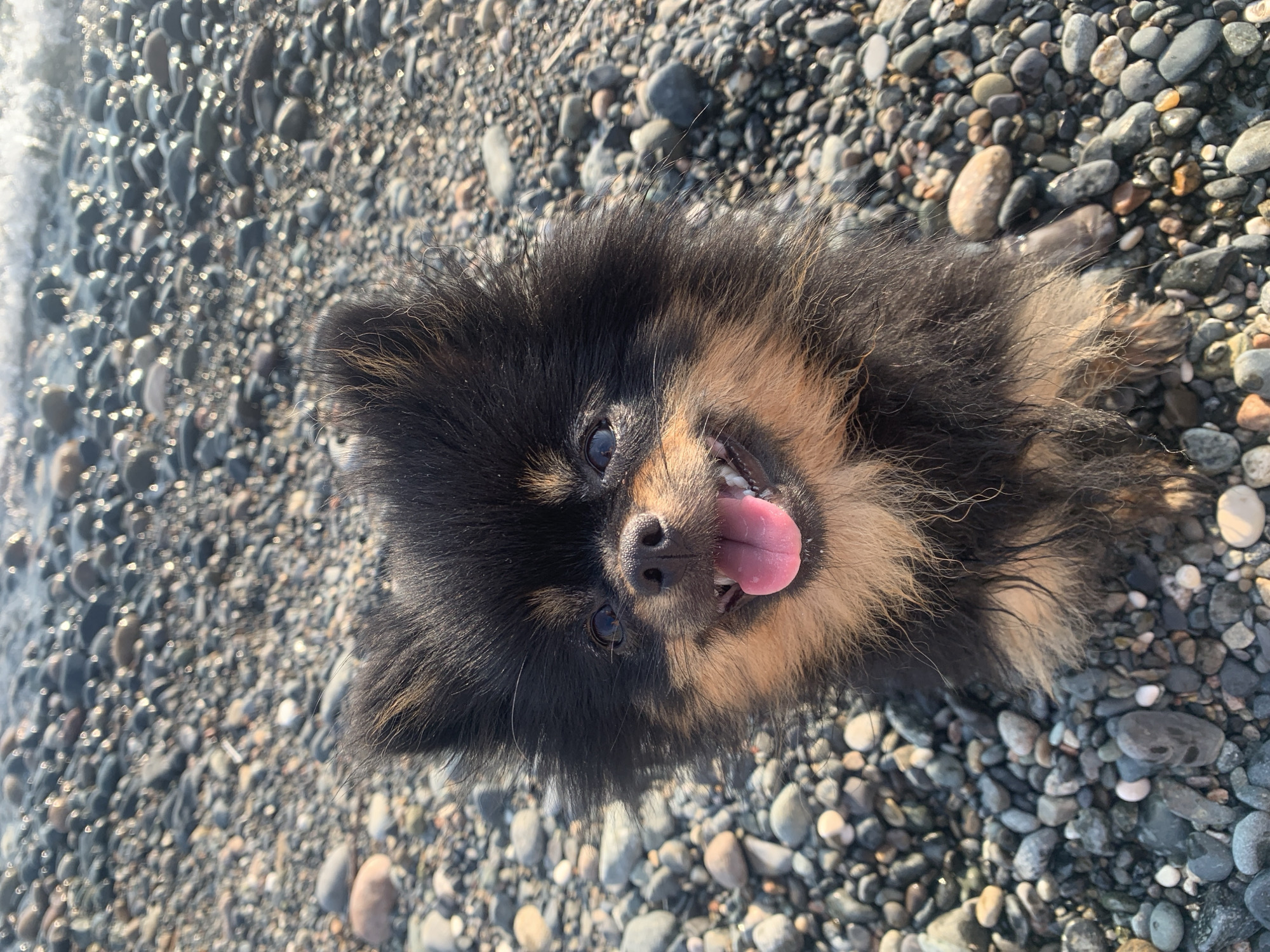 The image shows a close-up of a small, fluffy black and tan Pomeranian dog sitting on a rocky beach. The dog is panting with its tongue out and appears happy and alert. The background consists of numerous smooth, grey and tan pebbles, with a hint of blurred water and sunlight in the upper portion of the image. This scene is located on the shore of Gulripshi, Abkhazia, a region known for its Black Sea coastline.