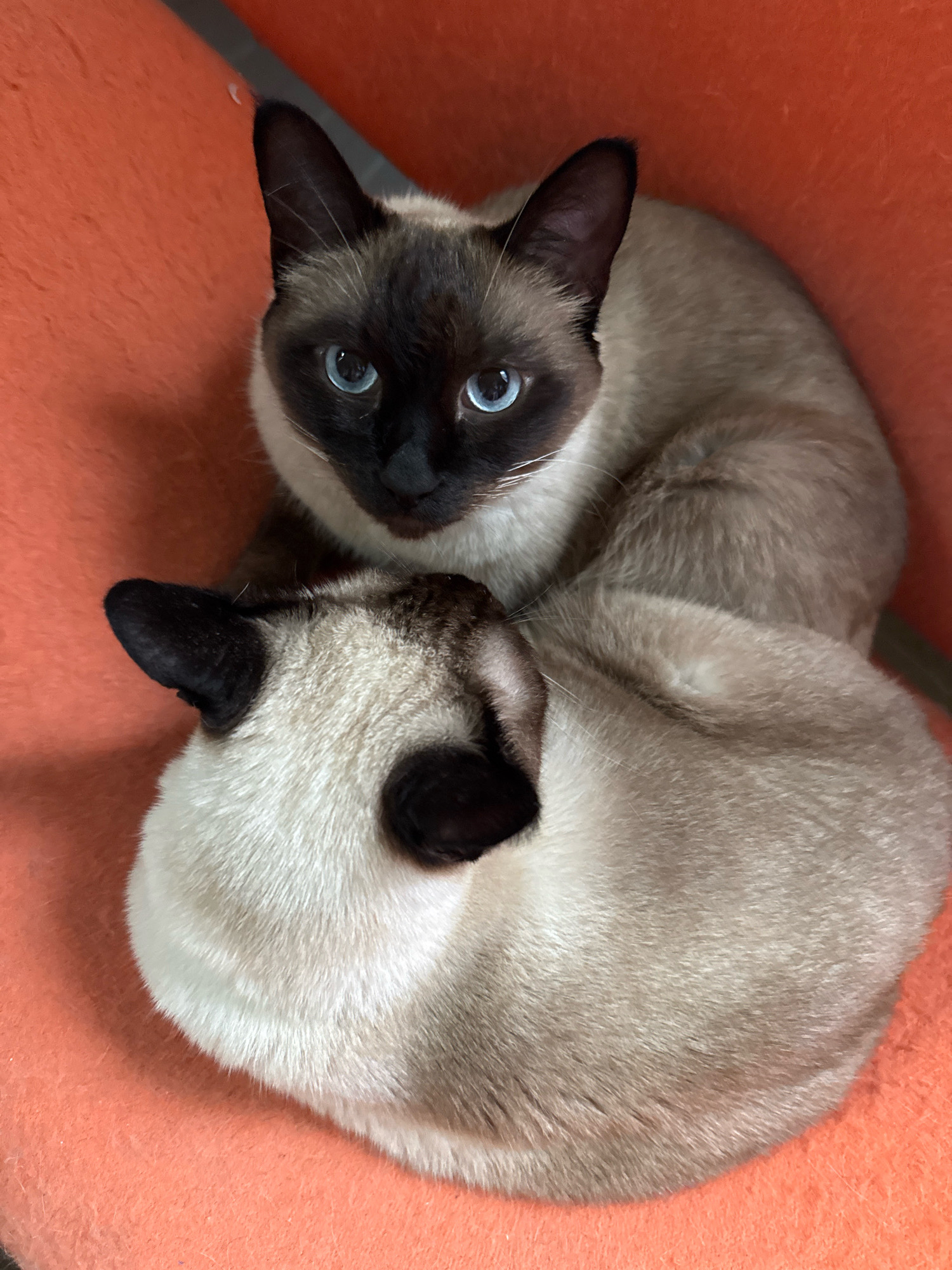 Two Siamese cats are nestled together on an orange surface. The cat in the foreground is curled up with its back to the camera, only its ear and part of its head visible. The cat behind it is looking directly at the camera with striking blue eyes and dark markings on its face and ears. The overall scene is one of domestic comfort. The location is in the city of Steklyannyi, Russia.