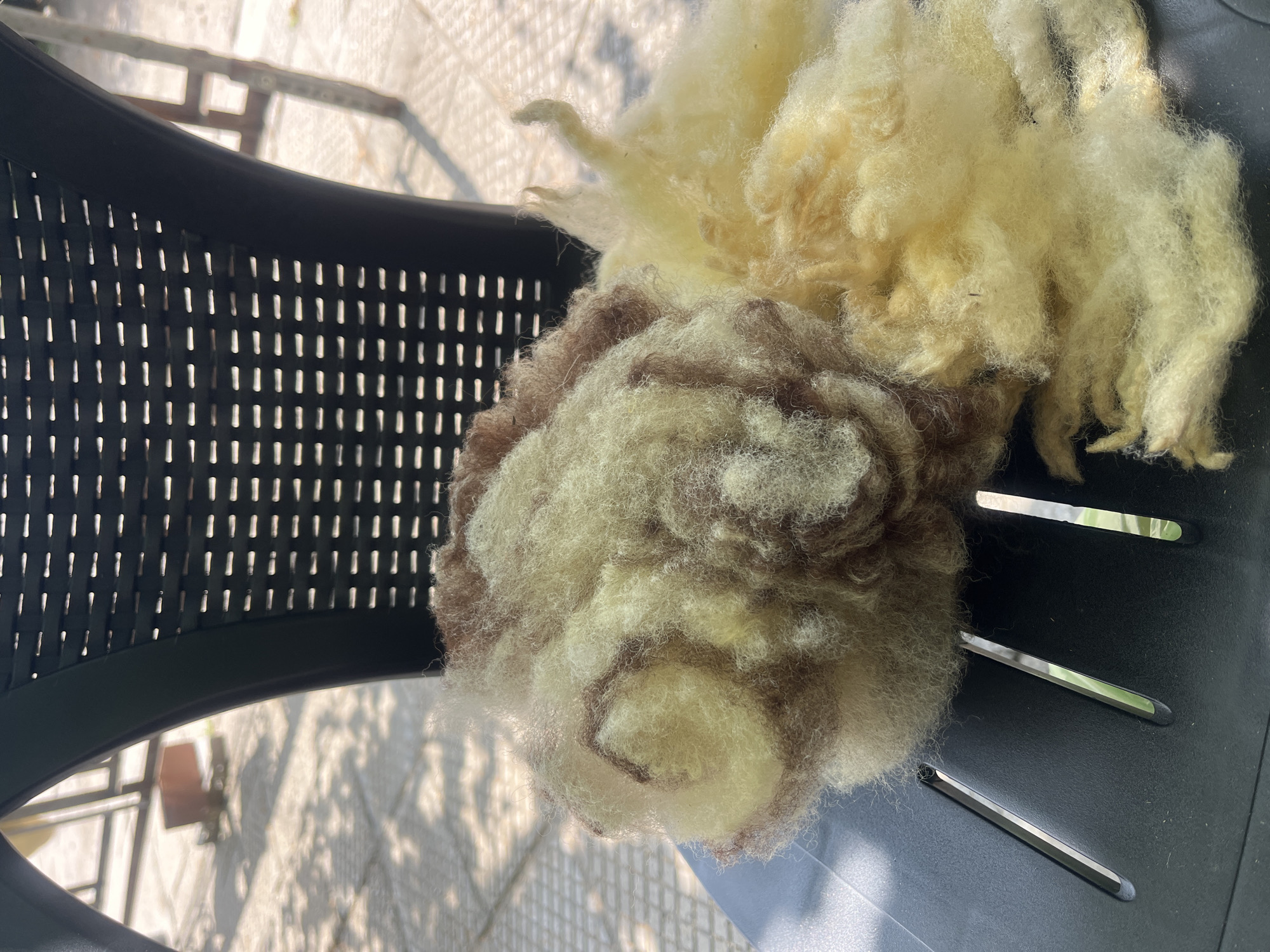 A close-up, eye-level shot shows a pile of raw, unspun wool, a mix of creamy white and brown fibers, resting on a black plastic chair. The wool is textured and fluffy, with some strands appearing more elongated and wispy than others. The chair has a woven pattern with rectangular openings. In the background, out of focus, a light-colored paved area is visible, dappled with sunlight and shadows cast by unseen foliage. Beyond that, the blurred outlines of metal fencing and wooden structures suggest an outdoor environment. The image does not provide any specific information about the location in Sadovo, Bulgaria, beyond it being outdoors in a setting with paved ground and fencing.