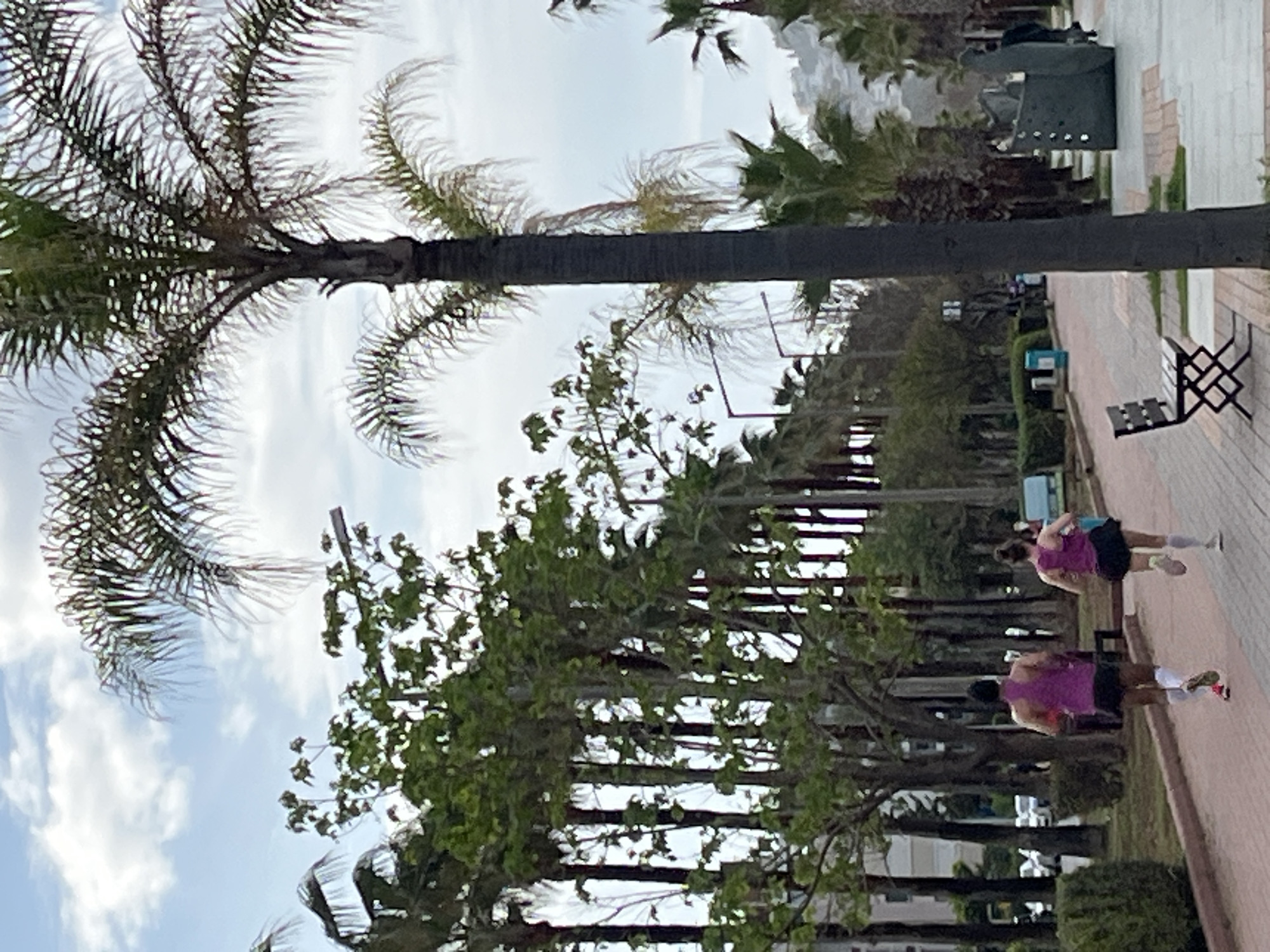 Here is a detailed description of the image:
The image captures a scene along a pedestrian walkway in Alanya, Turkey. The walkway, constructed of patterned red brick pavers, is lined with a series of palm trees and other deciduous trees, creating a shaded corridor. The trees are planted in evenly spaced intervals, and some have protective grates around their bases.
Two people are jogging along the walkway. Both are wearing similar athletic attire: a purple tank top and dark shorts. One jogger has white socks. They are moving in the same direction.
Several benches are placed along the walkway, providing seating. A dark-colored garbage receptacle is also visible.
The sky is partly cloudy, with patches of blue visible. The overall environment suggests a public park or a well-maintained urban space designed for leisure and recreation.