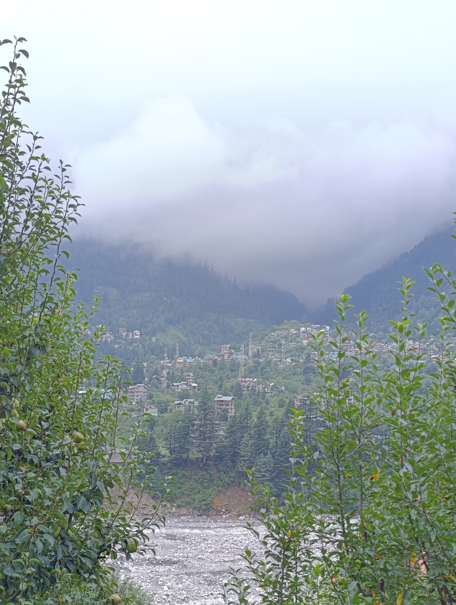 The image depicts a misty, mountainous landscape with a village nestled on a slope in Manali, India. In the foreground, lush green foliage, likely from a fruit tree with several green fruits visible, frames the scene on both sides. Behind the foliage, a rocky riverbed is visible with a shallow river flowing through it. The middle ground showcases a densely populated village with numerous buildings of varying sizes and architectural styles scattered across the mountainside. The buildings appear to be constructed with concrete and have tiled roofs, indicative of a semi-urban settlement in a hilly region. In the background, steep, tree-covered mountains rise, partially obscured by thick, low-hanging clouds that create a hazy, atmospheric effect. The overall impression is one of a serene, natural environment enhanced by human habitation.
