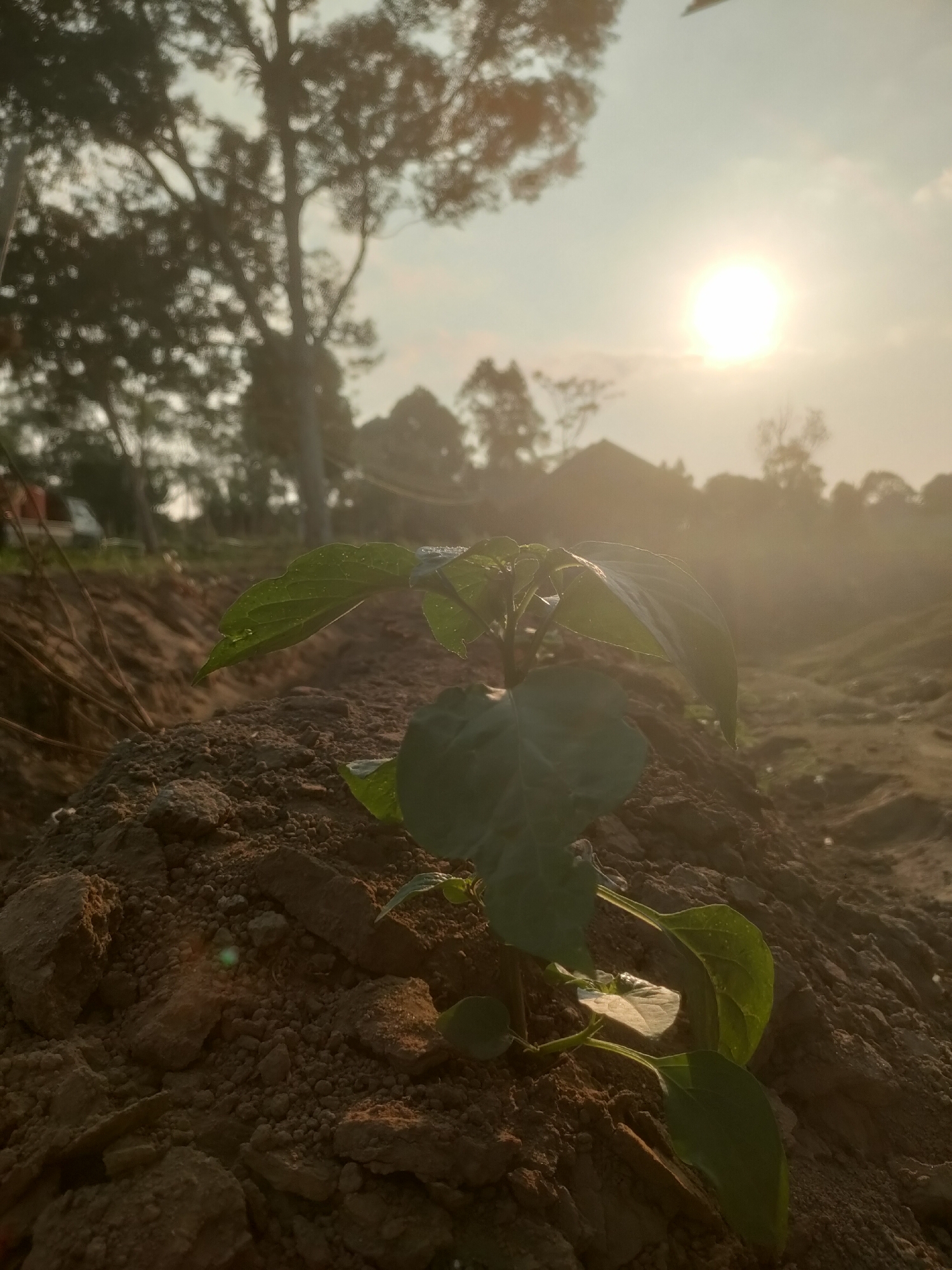 This is a close-up, low-angle shot of a young plant with several green leaves emerging from a mound of soil. The plant is in the foreground, with the soil mound taking up the bottom portion of the frame. In the background, the sun is setting, casting a warm glow and lens flare across the scene. Silhouettes of trees and structures are visible against the bright sky. The overall impression is one of growth and natural beauty at dusk. The image was taken in the city of Padang Dalom, Indonesia.