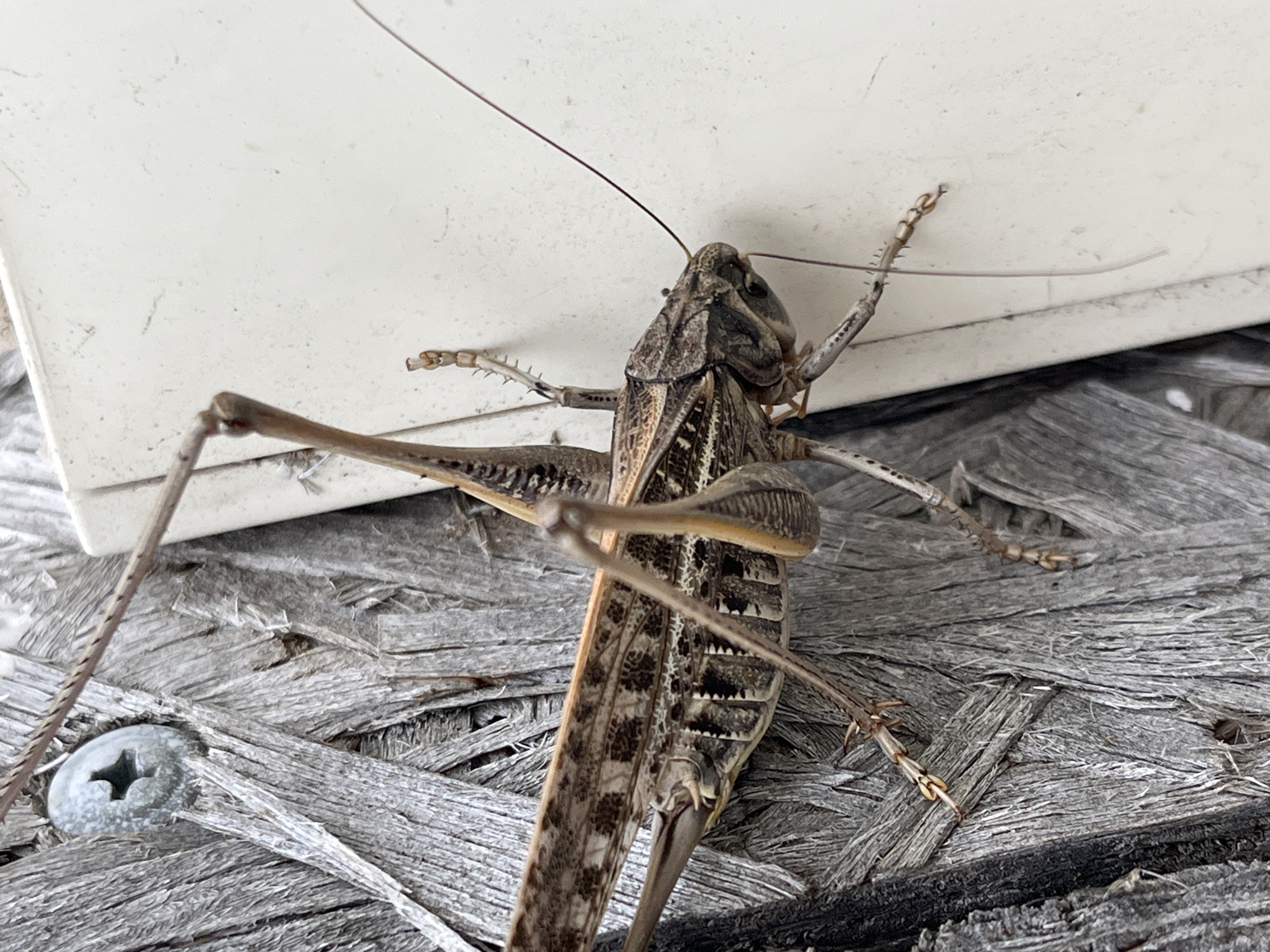 The media file is a close-up photograph of a large grasshopper resting on a weathered, wooden surface. The grasshopper is brown and mottled, with distinct markings on its wings and body. Its long antennae extend upwards, one of them curving towards the top left of the frame. The grasshopper's legs are splayed out, with its hind legs appearing particularly large and powerful.
The wooden surface is rough and textured, made of splintered planks that are greyed and worn. A silver screw with a star-shaped head is visible in the lower left corner, embedded in the wood. In the background, a white, flat surface is visible, possibly a wall or a piece of furniture. The lighting suggests it is daytime, with no strong shadows indicating a specific time. The overall impression is one of a natural setting, perhaps outdoors or in a rustic indoor environment.
There are no people visible in the image. The focus is entirely on the grasshopper and its immediate surroundings. The image appears to have been taken at a low angle, emphasizing the size and detail of the insect. The detail in the grasshopper's exoskeleton, including segmented legs and patterned wings, is clearly rendered. The wood grain and texture are also prominent.
No text is visible in the media file. The location context is Krasnyye Barrikady, Russia, but this information is not visually discernible from the image itself.