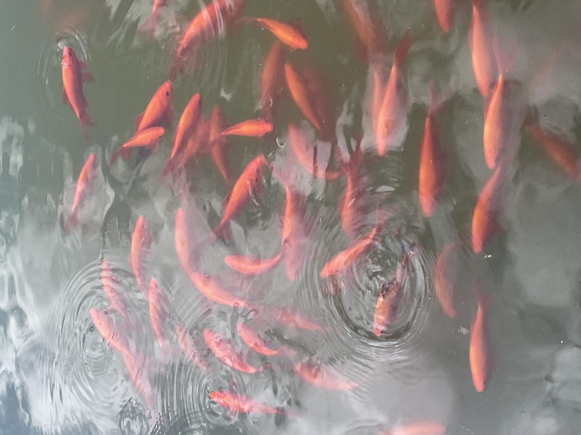 This is a high-angle, full-shot photograph of a school of koi fish swimming in a body of water. The fish are predominantly orange and red, with some appearing lighter in color due to lighting. They are densely packed and vary in size, with some overlapping each other. The water is murky and has a greenish-brown hue, with visible ripples on the surface, indicating movement. Several fish are positioned near the surface, while others are deeper in the water, creating a layered effect. The scene is static, capturing a moment of the fish's activity. The location of this scene within Novorossiysk, Russia cannot be determined from the image.
