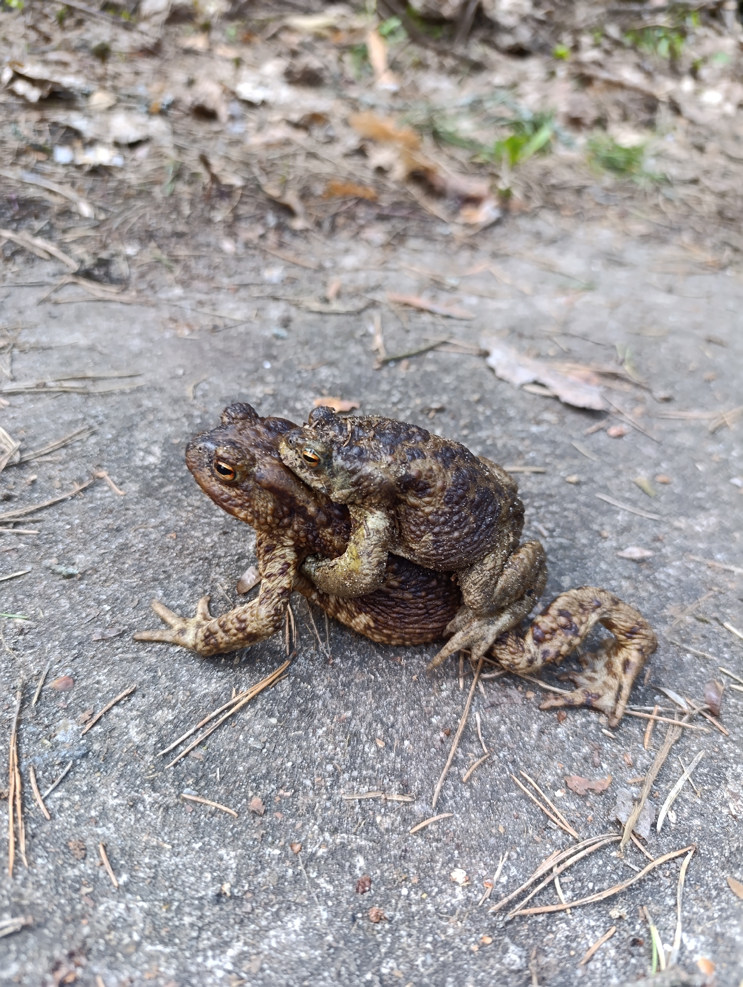 A close-up, medium-shot photograph shows two European common toads (Bufo bufo) in amplexus on a gray, textured surface littered with fallen pine needles and leaf debris. The larger toad is positioned underneath, with the smaller toad clasping onto its back. The toads exhibit a mottled brown and tan coloration. The background consists of a blurry mix of leaves and soil. The location is indeterminate, but specified as possibly being Chernogolovka, Russia.