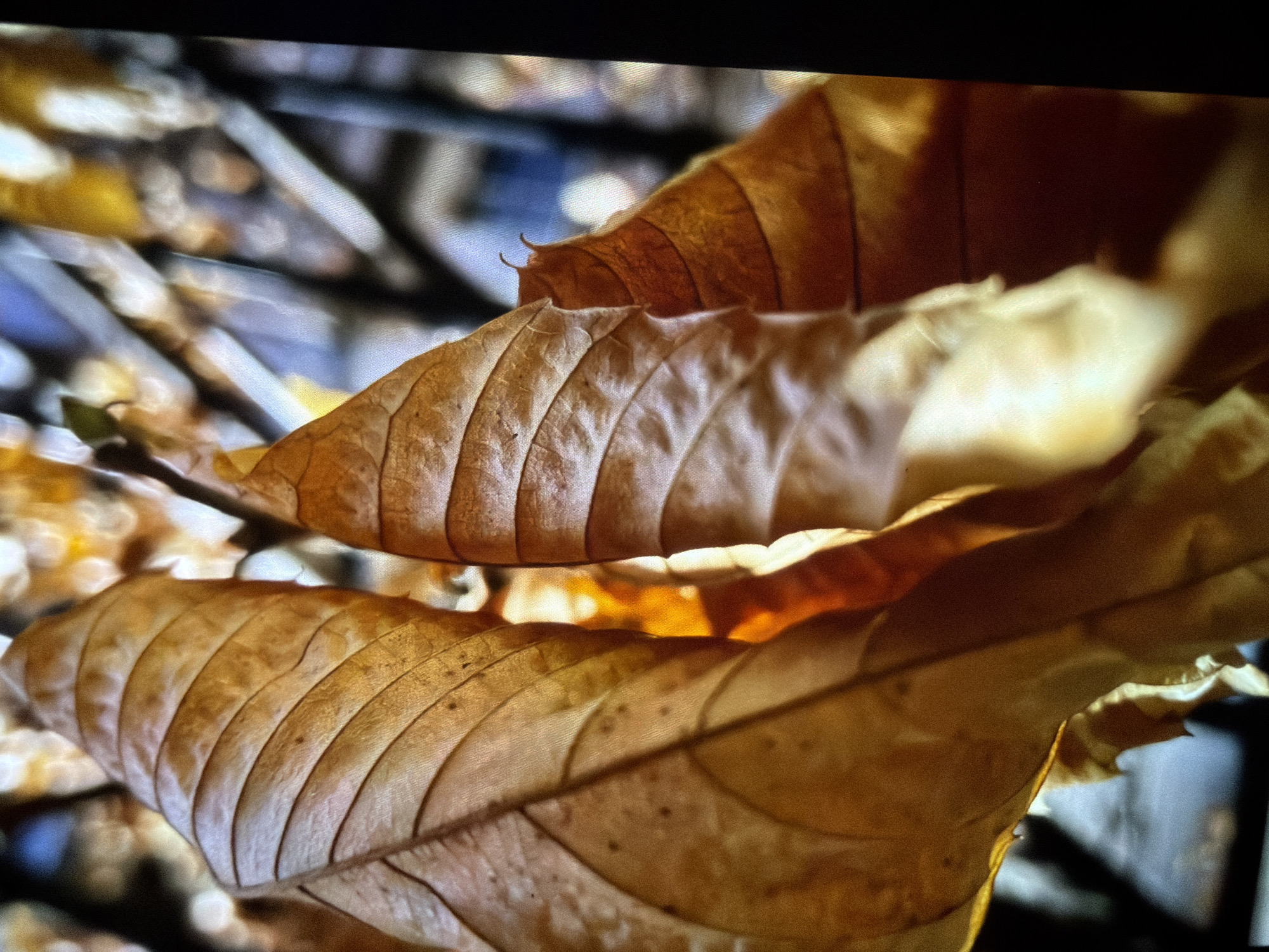A close-up photograph shows three autumn leaves. The leaves are brown with prominent veins. Behind the leaves is a blurred background of branches and foliage, with hints of blue sky. The scene appears to be outdoors, likely in a woodland or park area. Specific location in Reigate and Banstead is unknown.