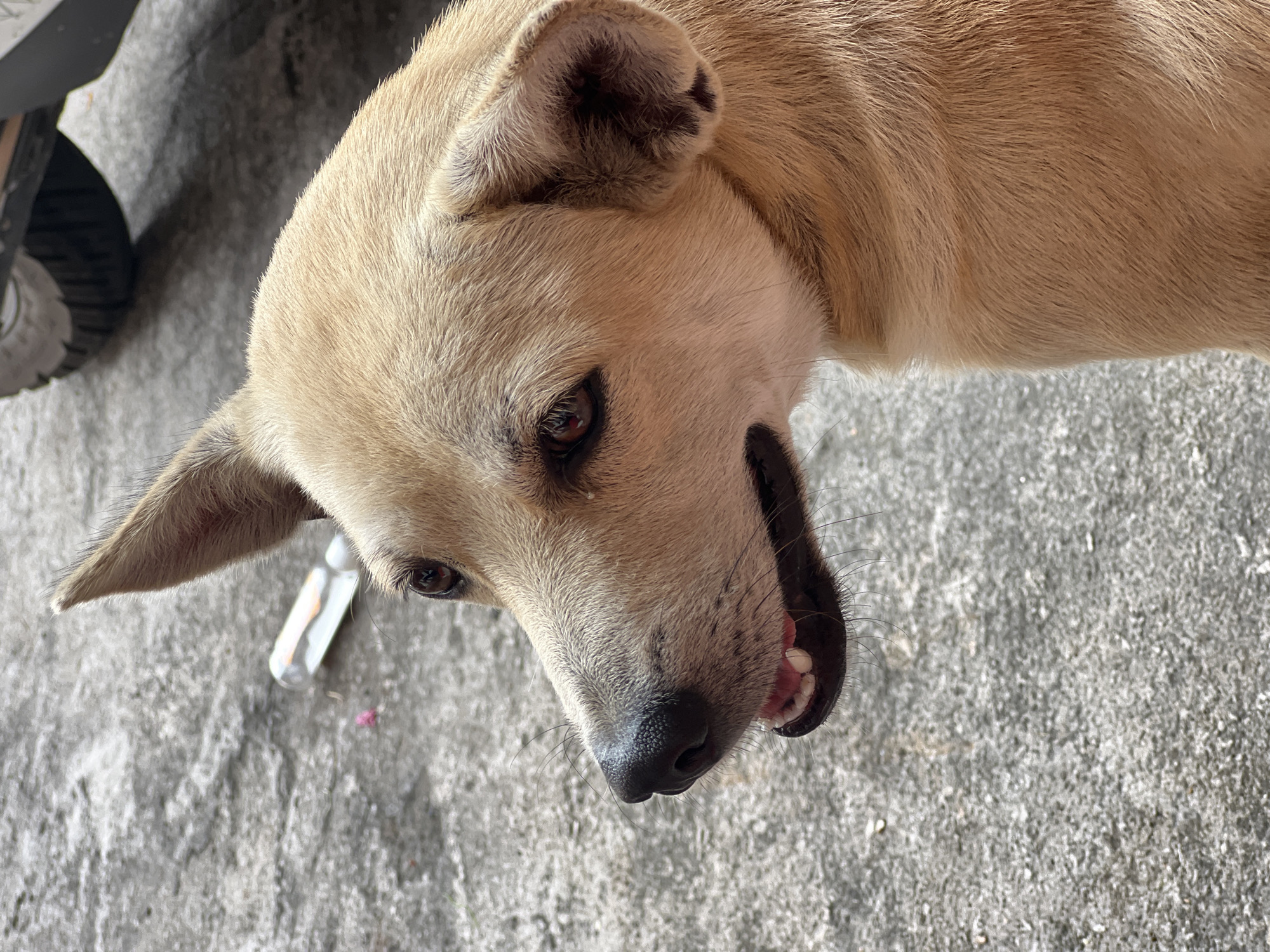 An unfiltered, close-up, eye-level shot shows the head and upper chest of a tan-colored dog facing left. The dog's mouth is slightly open, revealing its teeth and pink gums. Its right eye is clearly visible, with a dark pupil and reddish iris. The dog's ears are alert and positioned upwards and outwards. The background consists of a textured, grey concrete surface. In the mid-ground, to the left of the dog, lies a clear plastic tube with an orange interior and a small pink object near it. In the upper right corner, a portion of a dark tire and a black metallic object, likely part of a vehicle, are visible against the concrete. The lighting suggests an outdoor environment, potentially a street or alleyway in Denpasar, Indonesia.