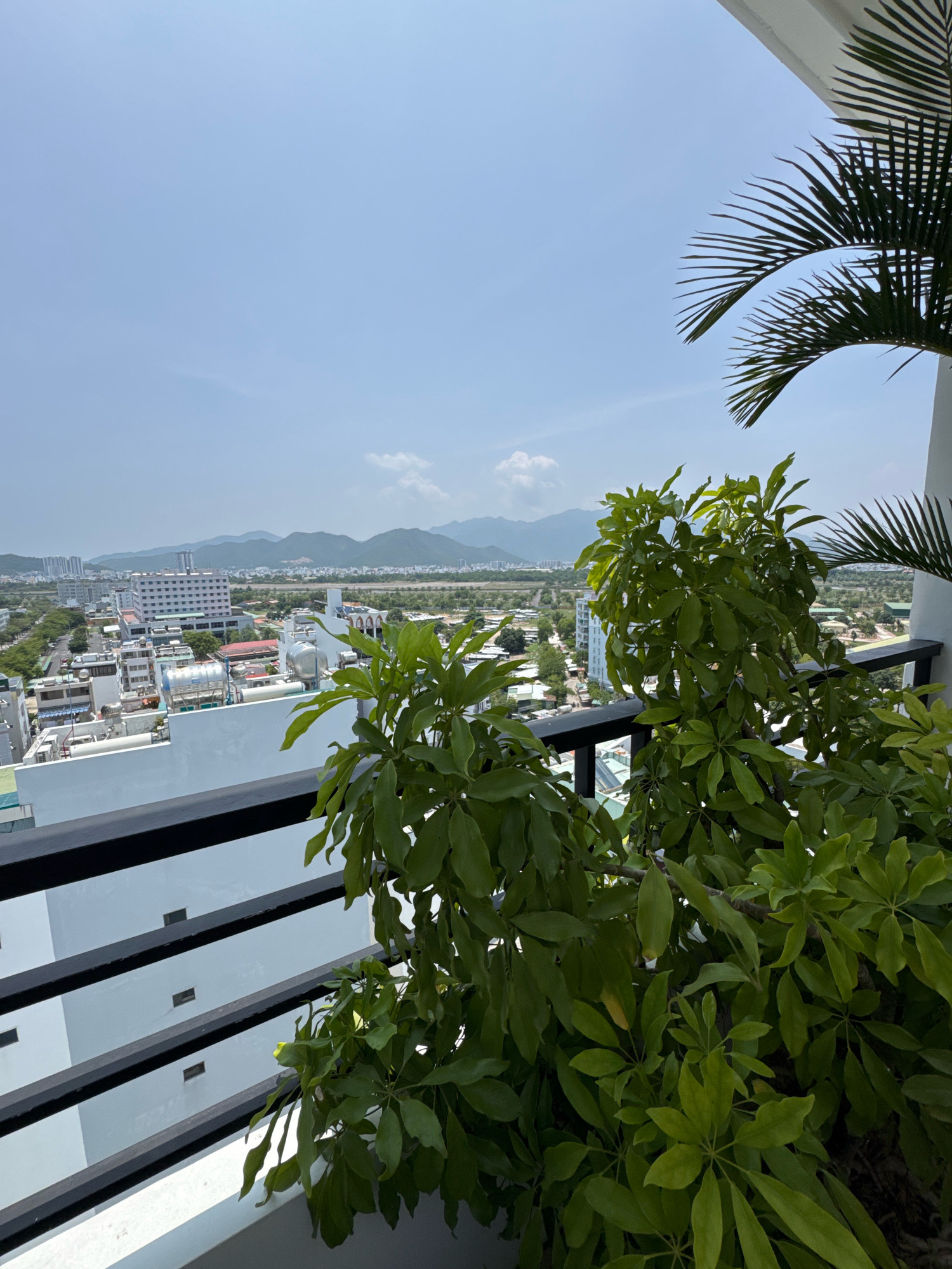 An eye-level, medium outdoor shot captures a view from a balcony overlooking the city of Nha Trang, Vietnam. The foreground features lush green foliage from a potted plant, with large, dark green leaves filling the right side of the frame. A black metal railing runs horizontally across the lower half of the image, separating the balcony from the building structure below, which has white walls and horizontal dark grey bars. The middle ground reveals a dense urban landscape with numerous buildings of varying heights and architectural styles, including a prominent multi-story white building with numerous dark square windows and red accents on its roof. Beyond the city, a flat expanse of land stretches towards distant, hazy mountains under a clear blue sky with a few wispy white clouds. A palm frond from another plant arches into the upper right corner of the frame. The lighting suggests a bright, sunny day.