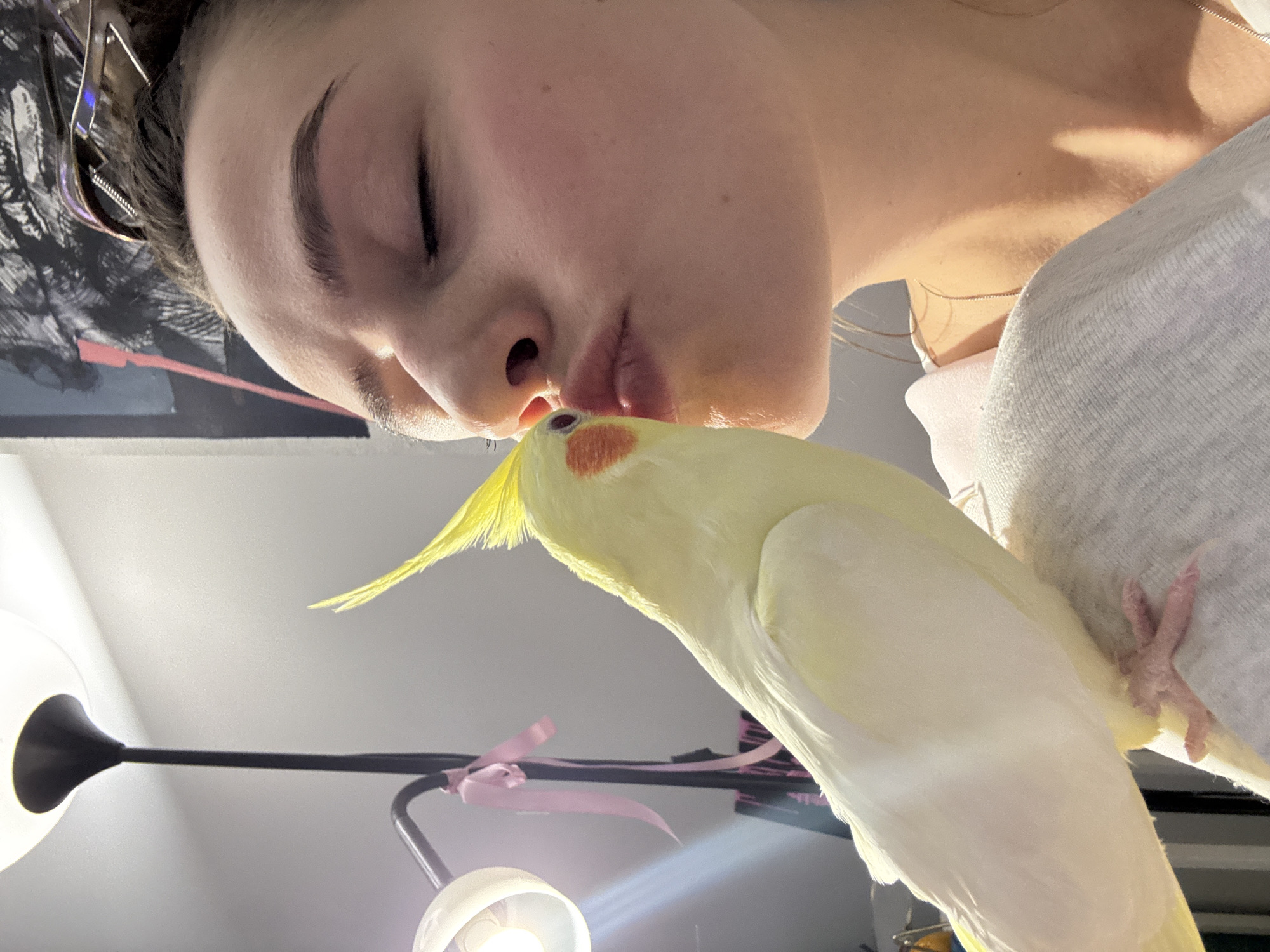 A young woman is interacting with a cockatiel. The woman has light skin, dark hair, and closed eyes. She is positioned so that her lips are touching the beak of the bird, seemingly kissing it. The cockatiel is light yellow with orange markings on its cheek. It is perched on the woman's shoulder, as evidenced by its foot visible on her gray shirt. A black lamp with a white shade is visible in the lower left of the frame. A pink ribbon is tied to the lamp's support. A dark surface behind the woman displays additional objects. The setting appears to be indoors. The exact location in Krasnoyarsk, Russia cannot be ascertained from the image.