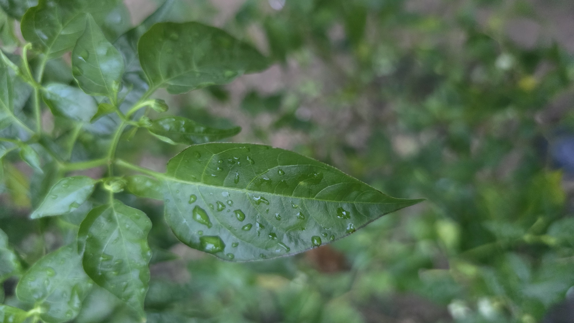 Close-up of green leaves with water droplets, possibly in Lhokseumawe, Indonesia, though location is not definitively confirmed by the image. The focus is on a leaf with a pointed tip in the center foreground. Other leaves are partially visible around it. The background is a blur of more green foliage. No people are visible. The primary interaction is that of water droplets on the leaves. The environment is a garden or natural setting.