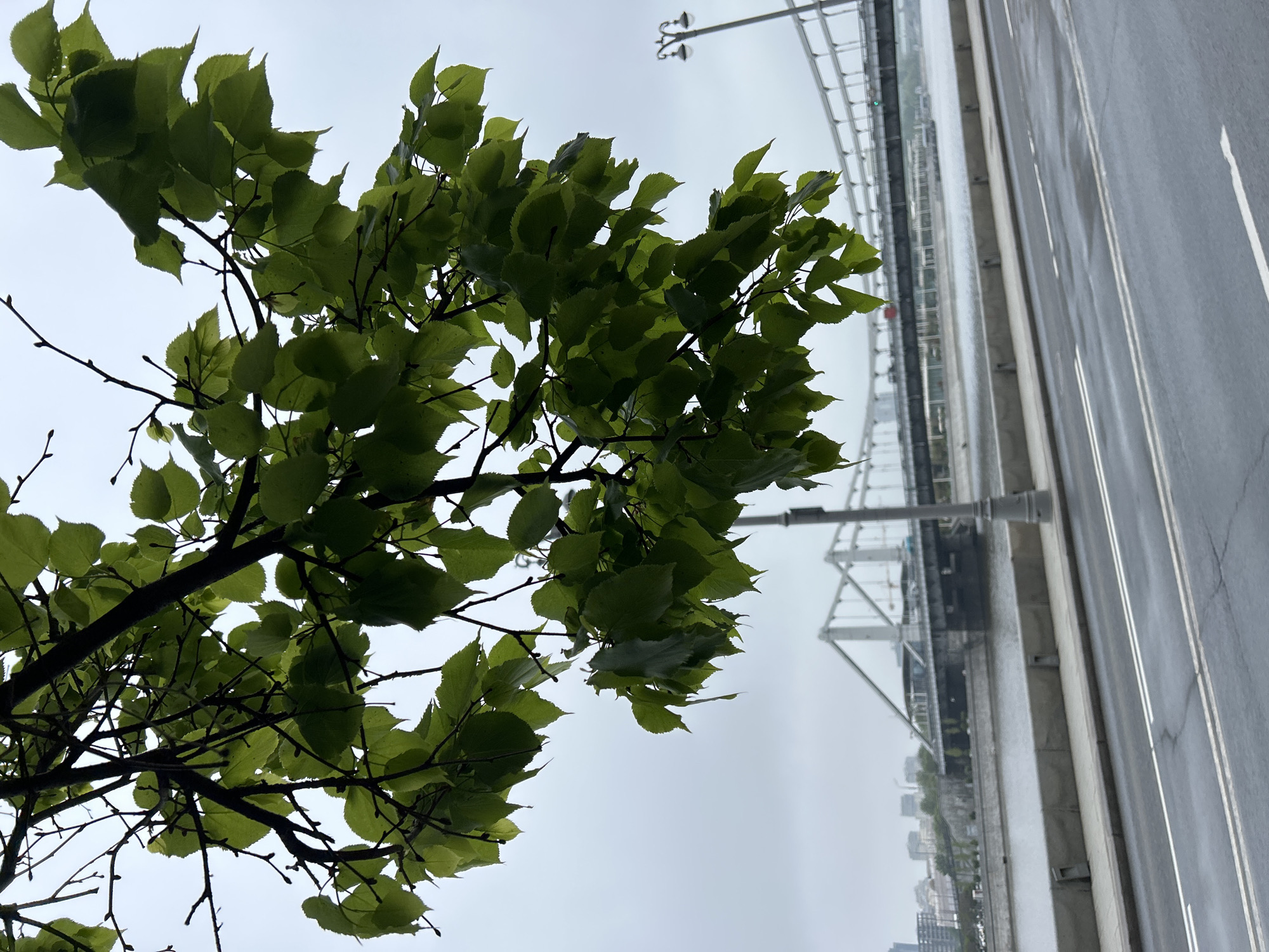 A tree with green leaves stands in the foreground, partially obscuring the view of a cityscape. The leaves are dense and appear fresh. In the background, a bridge spans a body of water, with light poles visible along its length. A road with lane markings runs parallel to the water, and tall buildings are discernible in the distance. The scene is bathed in an overcast light, suggesting a cloudy or rainy day. The location is in the city of Unknown, Unknown.