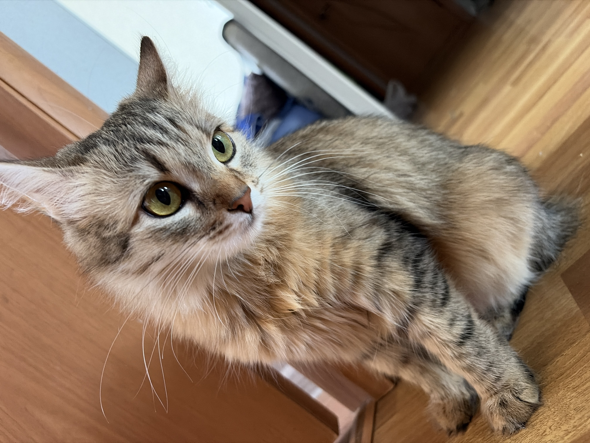 A fluffy, grey and brown tabby cat with green eyes is lying on a wooden surface. The cat's head is turned towards the left, looking slightly upward. The background includes a cabinet door and part of a white object. The location and city in Russia are not identifiable from the image.