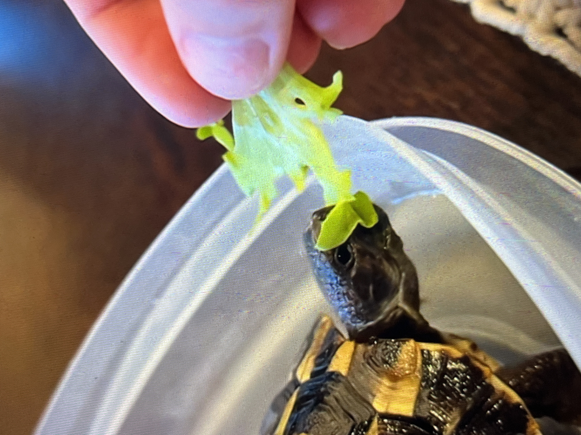 In the city of Tinaquillo, Venezuela, a small tortoise with a dark, patterned shell featuring yellow and black markings is actively consuming a light green piece of lettuce. A human hand, with visible fingers, is holding and presenting the lettuce directly to the tortoise. The tortoise is contained within a clear, translucent plastic tub that exhibits vertical ridging along its sides and internal reflections from an overhead light source. The background consists of a dark brown, untextured surface, likely a tabletop, and a section of a light-colored, possibly woven or knitted, object is visible in the lower right corner.