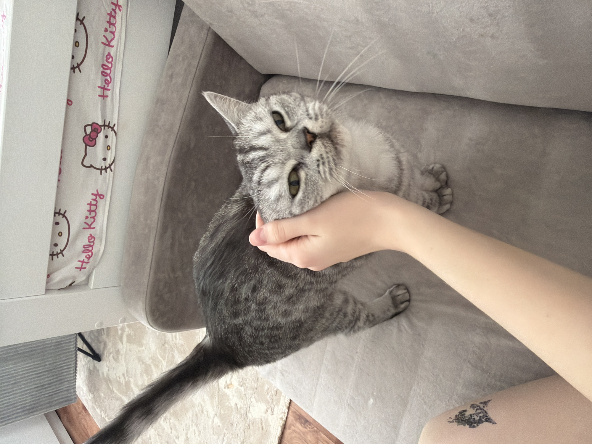 A gray tabby cat is lying on a light gray upholstered sofa. A person's hand is resting on the cat's head. A white blanket with Hello Kitty images is visible next to the sofa. A small dark tattoo is visible on the person's skin. The background shows a light-colored rug. The location is unknown and can not be determined with the available information.