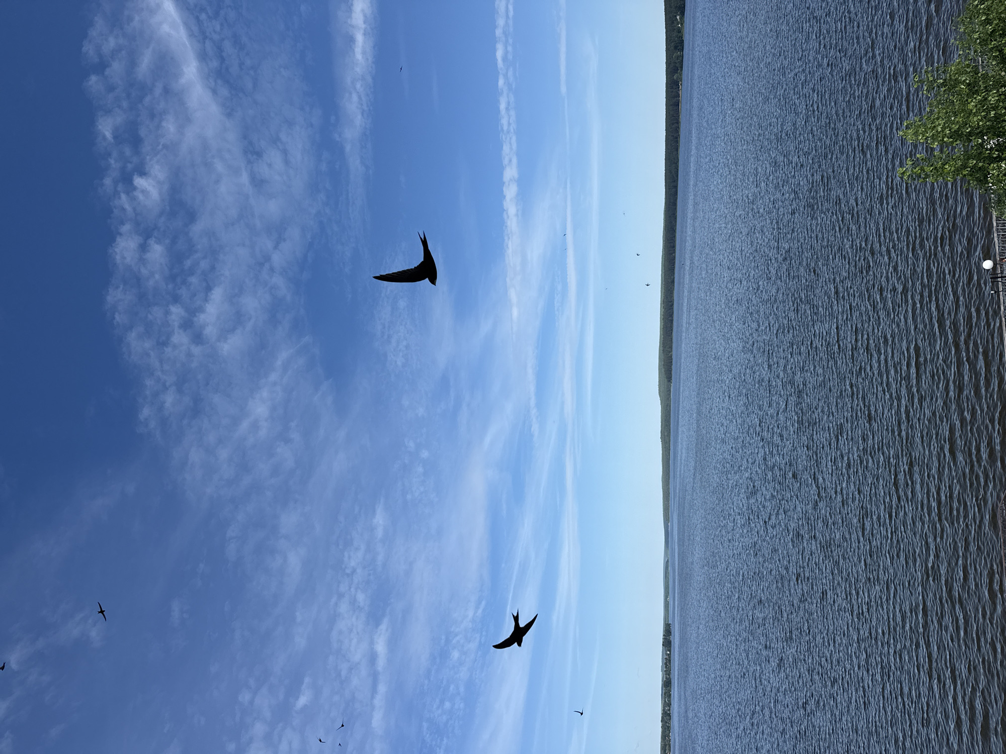 The image displays an expansive outdoor scene overlooking a large body of water under a clear blue sky with scattered white stratocumulus clouds. Multiple dark bird silhouettes are visible in flight against the bright sky. Two larger birds, consistent with swifts or swallows, are prominent: one in the upper right quadrant with extended wings, flying left, and another in the upper left, also flying left. Several smaller bird silhouettes are distributed in the upper left background.
The extensive dark blue water body, identified as the Votkinsk Reservoir, covers the lower three-fifths of the frame and exhibits numerous ripples from wind activity. A distant, dark green forested shoreline defines the horizon, with lighter-toned structures visible on the far left, indicating a settlement within the city of Votkinsk, Russia. In the immediate bottom right corner, green foliage partially obstructs a metallic railing and a spherical light fixture, consistent with an observation area beside the water. The scene is illuminated by bright daylight.