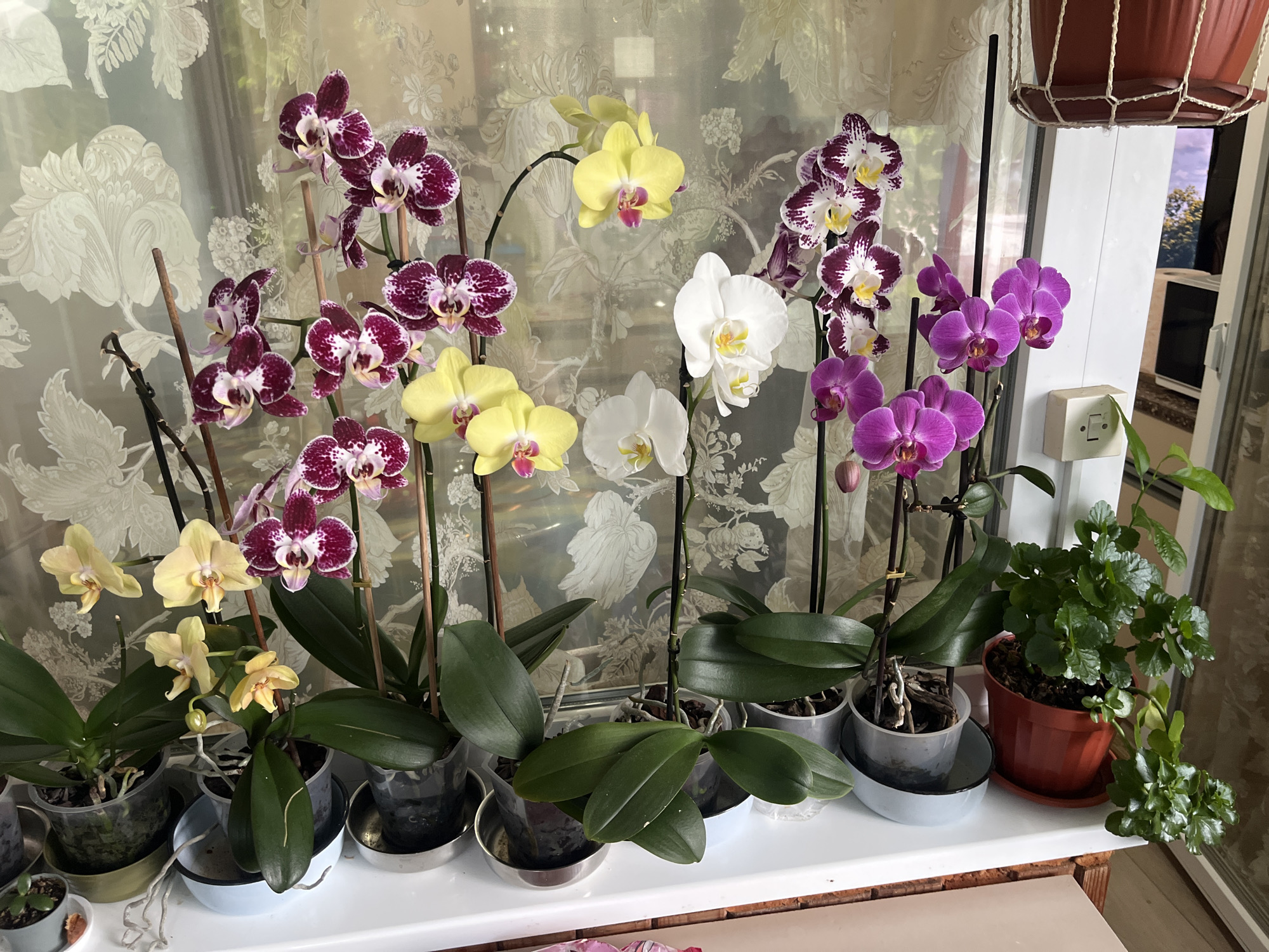 This image, captured in Burgas, Bulgaria, presents a static, indoor scene featuring a substantial collection of blooming Phalaenopsis orchids and other houseplants arranged on a white windowsill or shelf. No individuals are present.
The central display consists of approximately 12 to 15 potted Phalaenopsis orchids, exhibiting a diverse range of colors. Prominently featured are orchids with deep maroon and white speckled petals, bright yellow petals accented with fuchsia or orange-pink centers, pure white petals with yellow-orange centers, and vibrant magenta or solid purple petals. These orchids are housed in a mix of clear plastic and opaque grey plastic pots, with many displaying visible aerial roots. The pots rest in various saucers, including metallic, light blue, and white types. The orchid stems are supported by slender brown wooden stakes and black plastic stakes.
To the far left of the arrangement, a small potted plant with diminutive green leaves resides in a small grey pot. On the far right, a larger plant with lush green, textured, and slightly wavy-edged leaves, consistent with a Kalanchoe, is contained within a terracotta-colored plastic pot with a matching saucer.
The background is dominated by a light-colored, possibly sheer or semi-sheer, curtain featuring an intricate, large-scale floral and foliage pattern in a subtle lighter hue against a slightly darker base. To the right of the plants, a white frame of a window or balcony door is visible. A white, toggle-style light switch is affixed to a section of this white frame or an adjacent wall. In the upper right corner, a terracotta-colored hanging pot, suspended by a white macrame hanger, is partially visible. Through the window, an outdoor environment is discernible, showing green trees and foliage under what appears to be a bright sky, along with a portion of a white building or structure. The scene is illuminated by natural light entering from the right, suggesting a well-maintained domestic interior.
