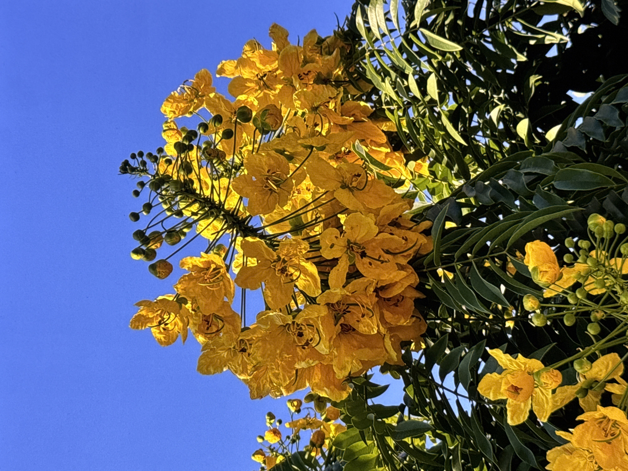 A close-up, low-angle shot captures a cluster of vibrant yellow flowers against a clear, bright blue sky. The flowers, which appear to be part of a tree or large shrub, are in various stages of bloom, with some fully open and others in bud. Their petals are delicate and ruffled, with dark centers. Lush green foliage surrounds the blooms, creating a rich contrast. The image was taken in the city of Los Angeles, United States of America, on a sunny day.