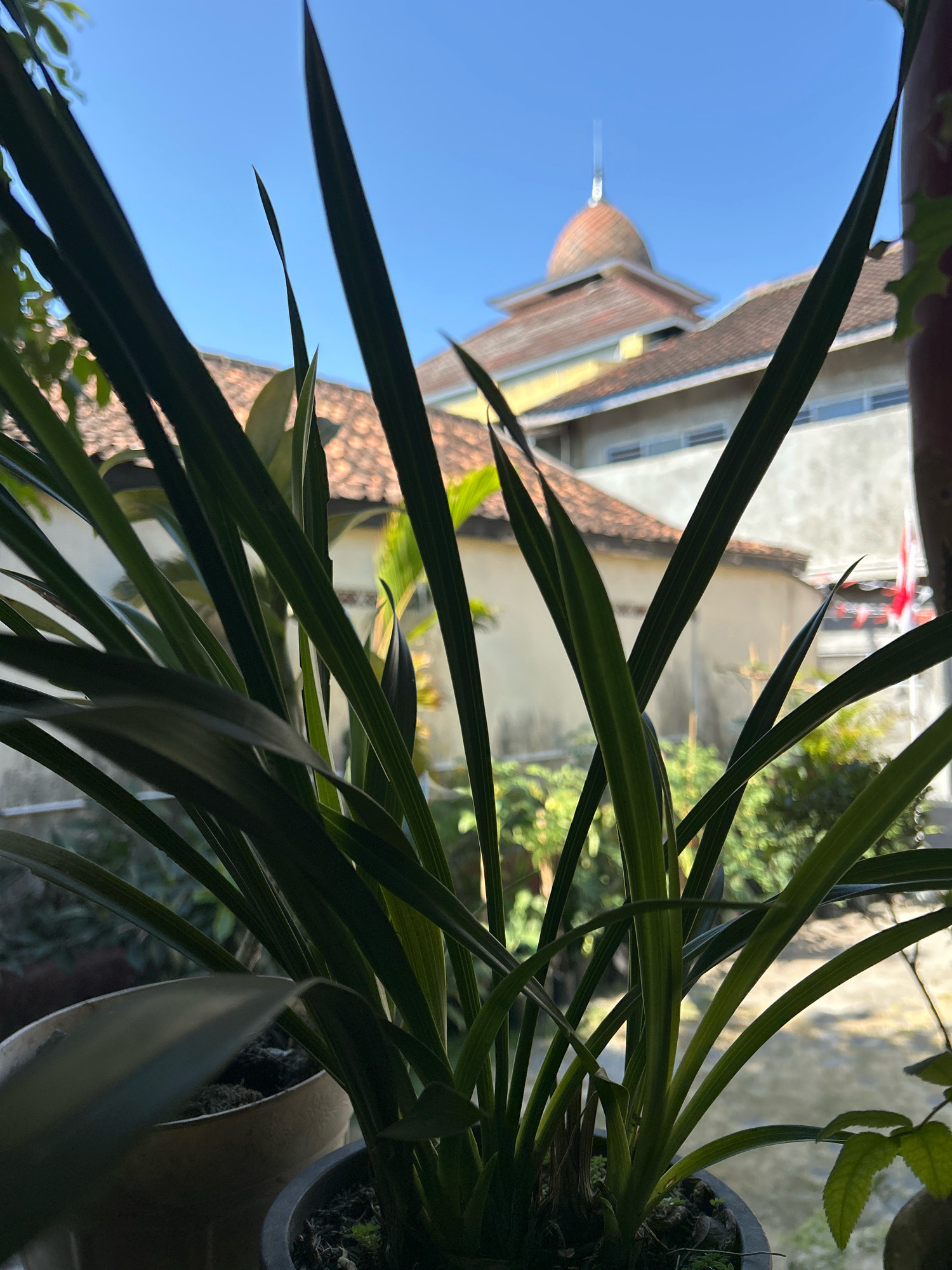 In Playen, Indonesia, a close-up view captures the foreground of lush green, sword-like leaves of a plant in a pot, silhouetted against a bright blue sky. Behind the foliage, a building with a terracotta-tiled roof is visible, topped by a distinctive domed structure with a small spire. The building appears to be light yellow with white sections. The scene suggests a residential or community area, possibly near a place of worship given the dome. Sunlight illuminates the scene, creating highlights on the leaves and casting subtle shadows. The overall impression is one of a tranquil, sun-drenched environment.