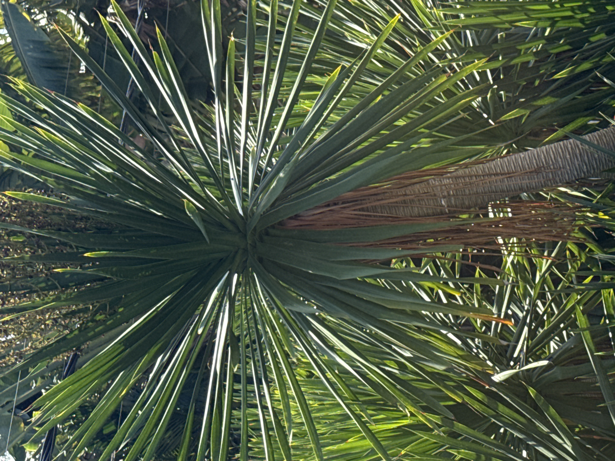 In the city of Mengwi, Indonesia, a close-up shot captures a Dracaena draco, commonly known as the dragon tree, surrounded by lush green foliage. The tree's trunk, textured with horizontal ridges, supports a crown of long, slender, sword-shaped leaves radiating outwards. The leaves, varying in shades of green, are illuminated by sunlight, casting shadows and creating a sense of depth. Hanging tendrils, likely dried leaf bases, descend from the trunk, adding to the plant's unique appearance. The background is a dense tapestry of greenery, suggesting a natural environment or well-maintained garden. The lighting is bright and natural, characteristic of a sunny day.