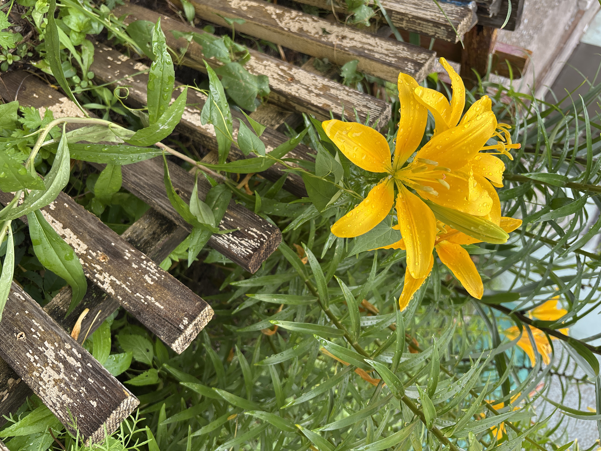 The image shows a yellow lily with water droplets on its petals and leaves, situated in front of a weathered wooden fence. The fence is made of rough, aged planks with peeling paint, crisscrossed in a diagonal pattern. Lush green foliage, also wet with water droplets, surrounds the lily and the fence. In the background, more yellow lilies are visible, along with hints of a building or wall and a greenish fence or structure. The overall scene suggests a garden setting after rain. The location is identified as Blagoveshchensk, Russia. There are no people or animals visible in the image.