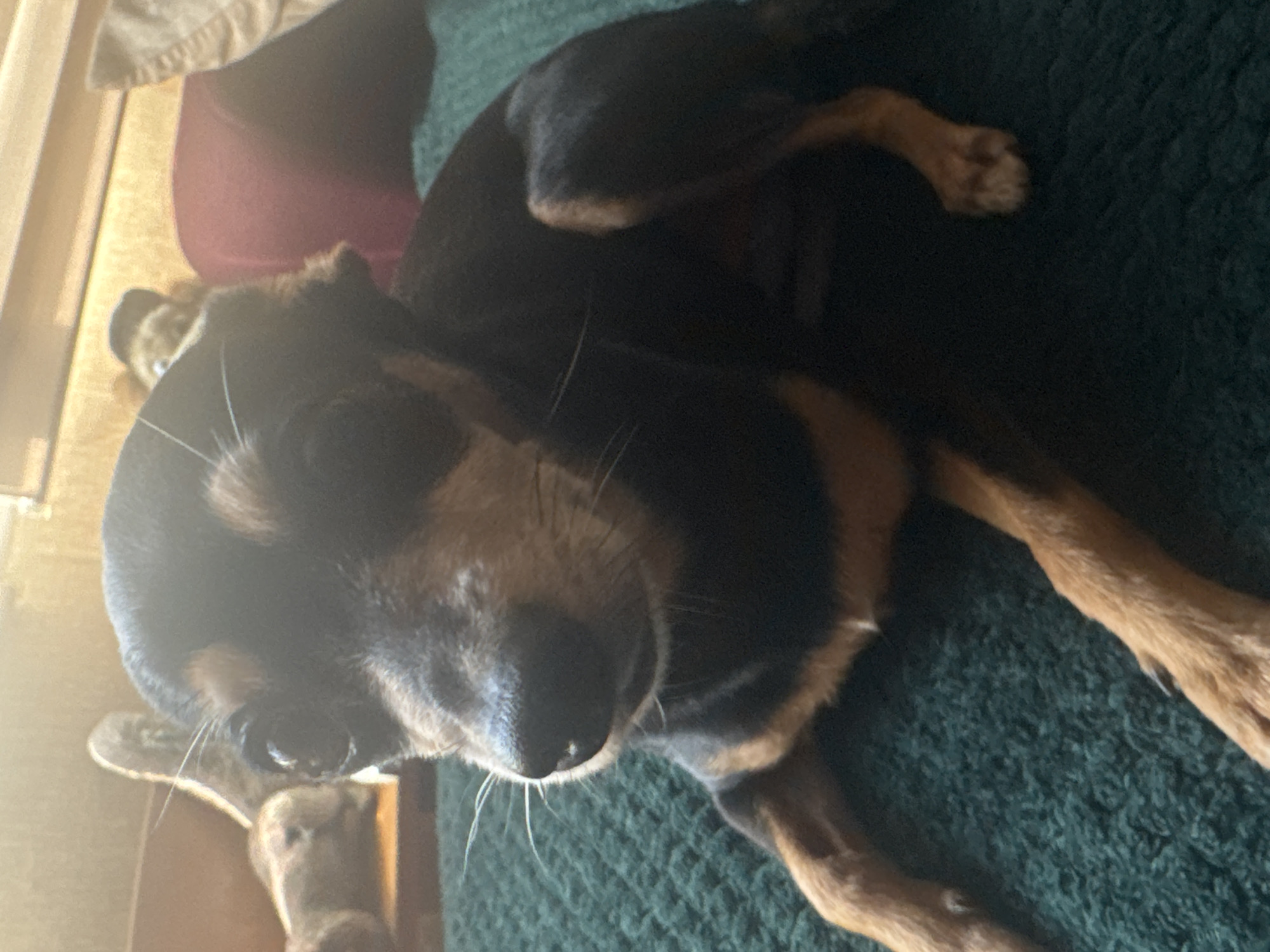 A small, black and tan dog with large, dark eyes is lying down on a textured, dark green surface. The dog's head is slightly tilted, and its gaze is directed forward. The background is out of focus and appears to be indoors, with hints of furniture and warm lighting. The setting does not provide any information to determine its location in Sofia, Bulgaria.