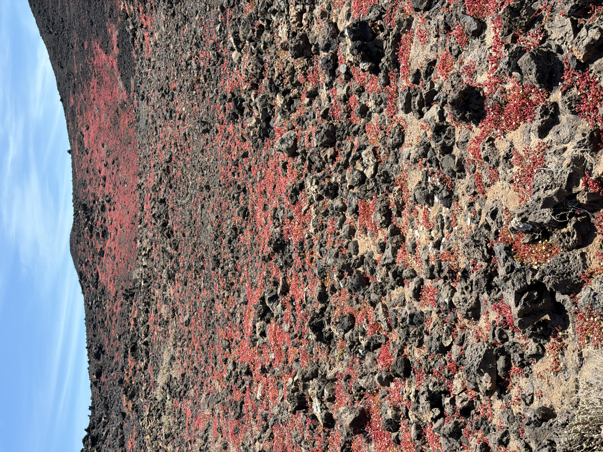 The image captures a rocky, volcanic landscape interspersed with red vegetation, likely located in the municipality of Tinajo, Lanzarote, Spain. The terrain is rugged, consisting of dark, porous volcanic rocks. Patches of vibrant red plants grow among the rocks, creating a contrast. The sky is visible at the top left, showing a gradient of blue. The perspective of the image gives the impression of a slope or hillside. There are no people, animals, or man-made structures visible in the frame other than the rough terrain.