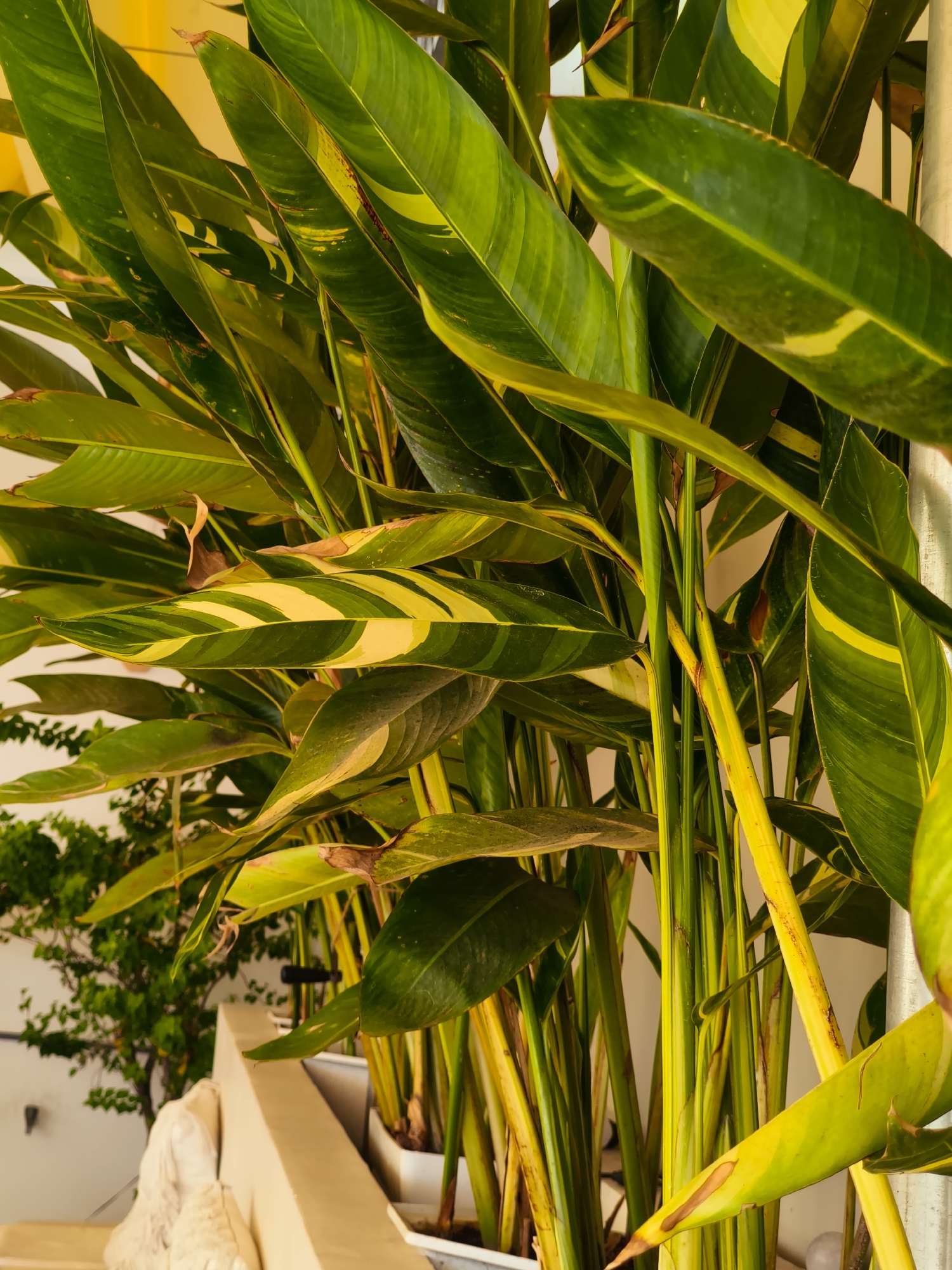 This is a close-up, eye-level photograph of a dense collection of tall, green, and yellow-variegated tropical plants, likely a type of heliconia or bird of paradise, in planters. The leaves are large and elongated, with some showing brown tips and streaks of yellow variegation. The stems are thick and have a similar green and yellow striped appearance. The plants are arranged in white rectangular planters, visible at the bottom of the frame. In the background, to the left, a smaller, leafy green shrub is visible. The overall environment appears to be an outdoor covered area, possibly a balcony or patio, with a soft yellow overhead structure or awning visible at the top. A beige, low wall or railing is present in the foreground, with a textured, light-colored object, possibly a decorative element or cushion, resting on it. The lighting suggests it is daytime, with a warm, soft glow illuminating the scene. The location is identified as Bac Nha Trang Ward, Vietnam. There are no people or animals in the frame.