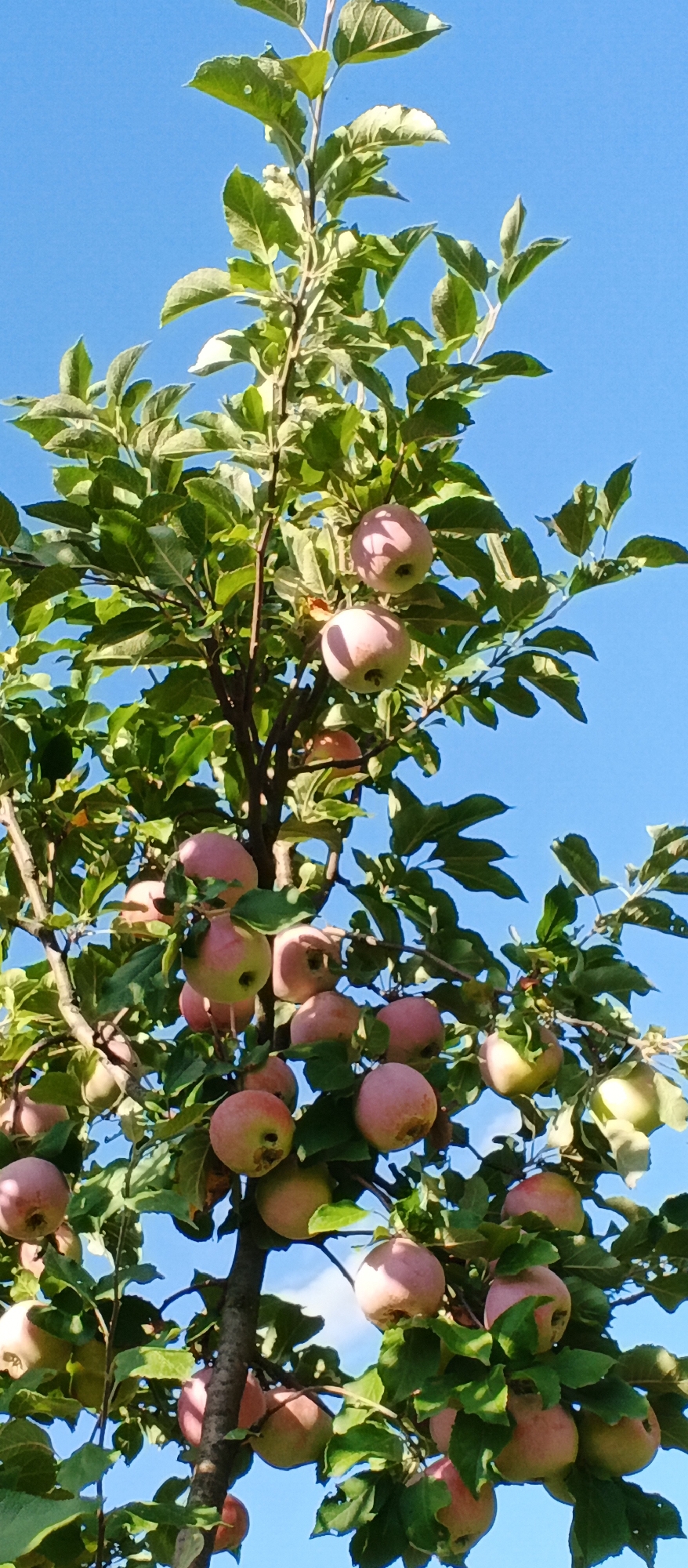 A low-angle, vertical shot captures an apple tree laden with fruit against a bright, cloudless blue sky. The tree's branches, dark brown and gnarled, extend upwards, supporting a dense canopy of vibrant green leaves. Numerous apples, in various stages of ripeness, are visible throughout the branches. Some are a pale pink, others a soft blush, and a few show hints of yellow and green. The apples are round, with some appearing slightly flattened at the top and bottom. Sunlight dapples the fruit and leaves, creating highlights and shadows. The background is exclusively the clear blue sky, offering no context of buildings, landmarks, or other natural elements. The image was taken in Popivka, Ukraine.