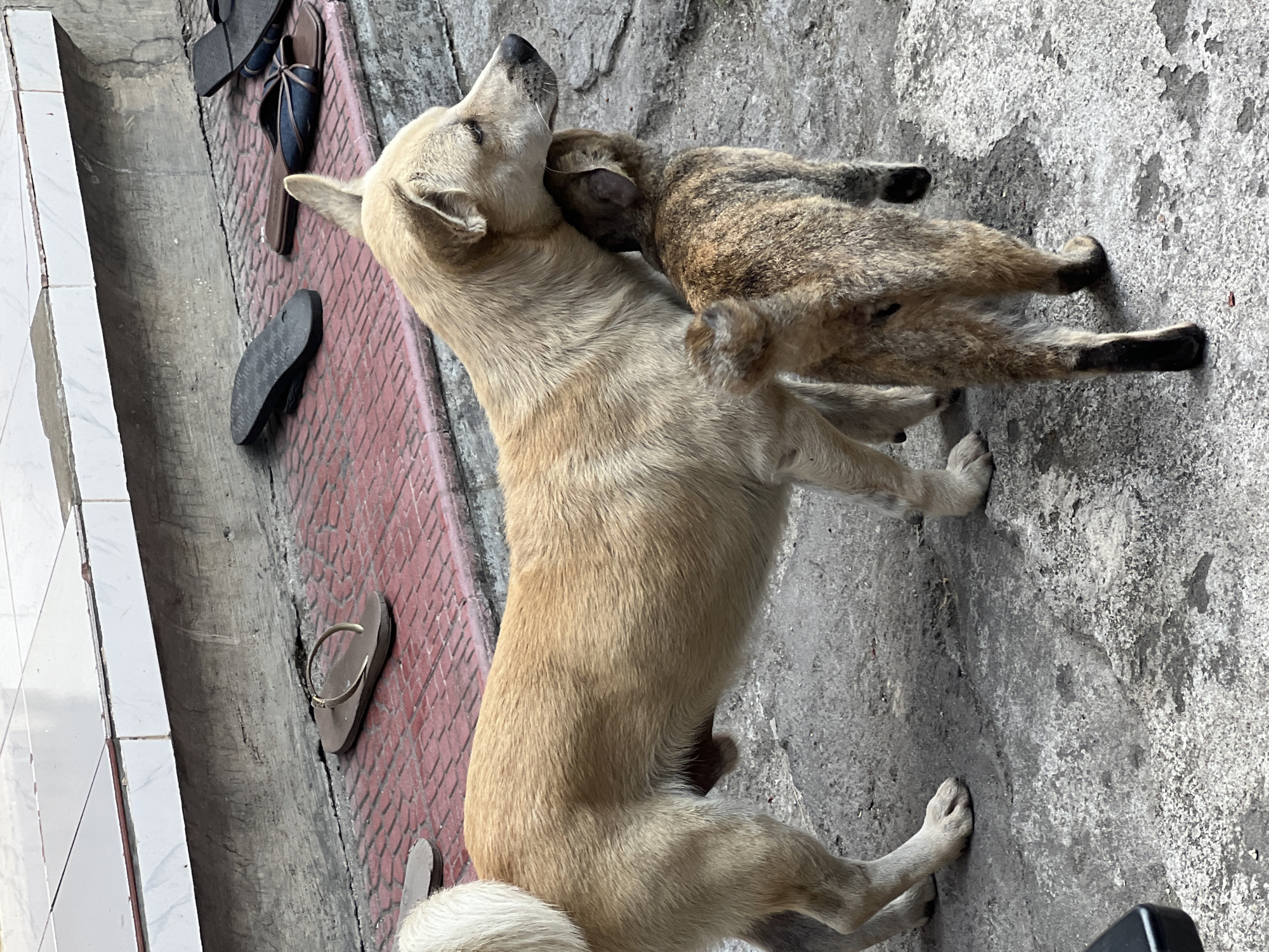 In Denpasar, Indonesia, a tan dog stands on a concrete and red tiled ground, its head lowered to nuzzle a smaller, brown tabby cat. The cat stands on its hind legs, reaching up to the dog's face. Several pairs of flip-flops are scattered on the red tiles behind the animals, and a white-tiled step is visible in the background.