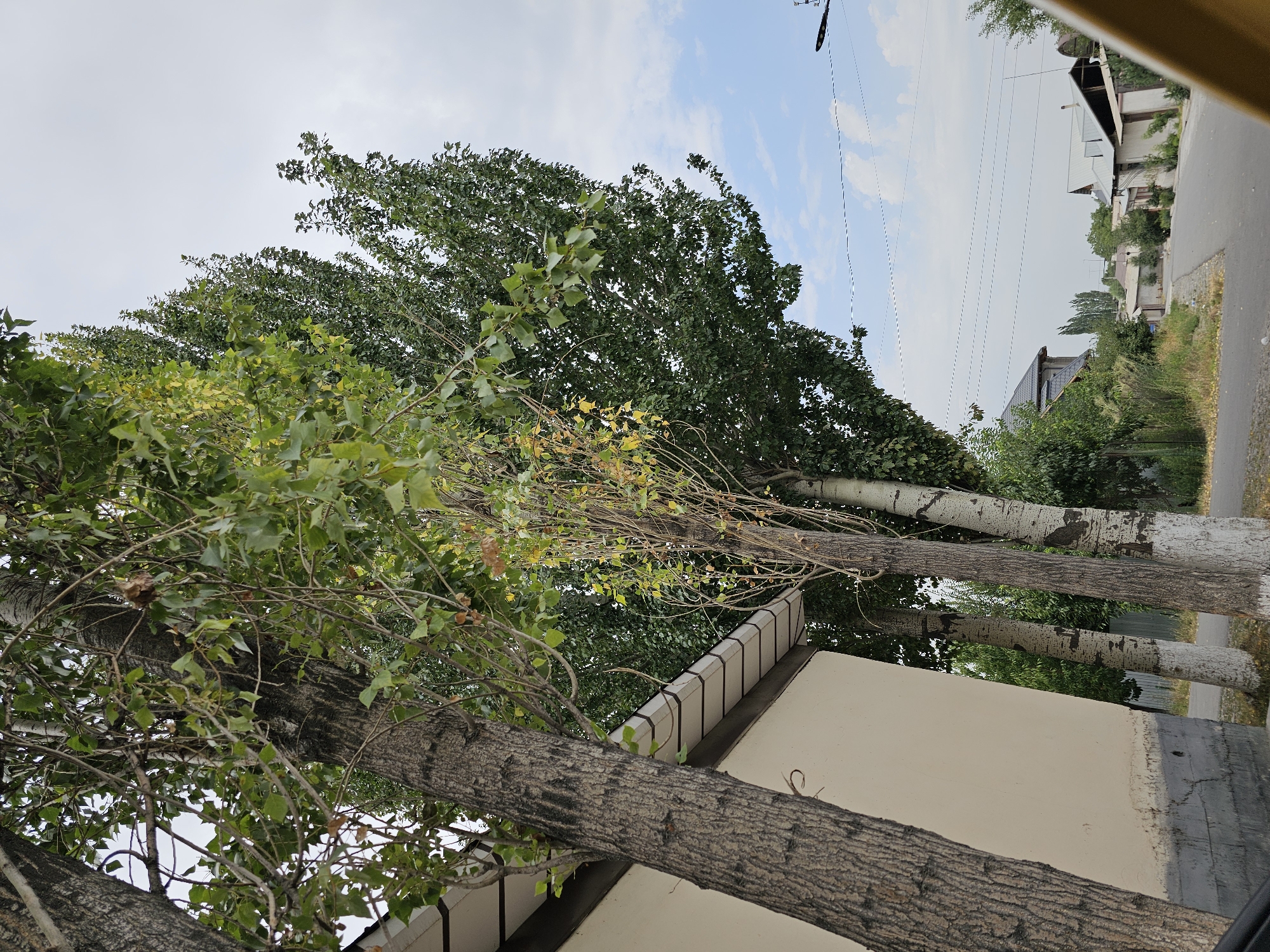 A wide shot captures a street in the city of Özgön, Kyrgyzstan, under a partly cloudy sky. In the foreground, a pale yellow building runs along the left side of the frame, partially obscured by the thick trunks of several tall trees. The trees have rough, dark bark and are covered in lush green leaves, with some branches extending into the sky. A white and brown striped gutter runs along the roofline of the building.
The street, paved with asphalt, curves gently to the right, leading towards a residential area. Several houses with light-colored walls and grey or metallic roofs are visible in the background, nestled amongst greenery. Overhead, power lines crisscross the sky, supported by poles. A dark street lamp extends from the right edge of the frame. The scene appears quiet and still, with no people or vehicles visible. The overall impression is one of a peaceful, ordinary day in a Central Asian town.