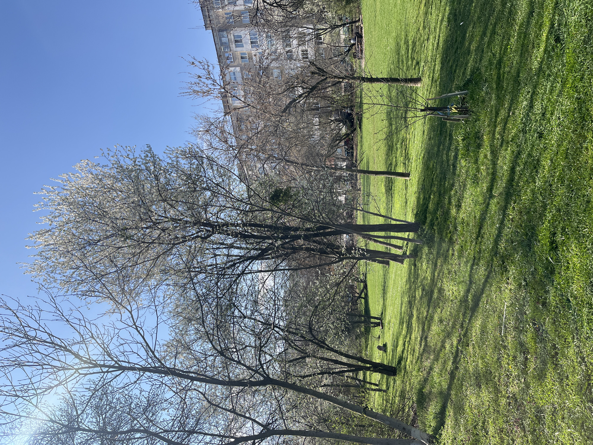 The image depicts a park in Sofia, Bulgaria, identifiable by the typical architecture of residential buildings in the background. The park features a large expanse of green grass dotted with trees. Some trees are bare, while others are in bloom, indicating springtime. The presence of shadows suggests it's a sunny day. A young tree is supported by wooden stakes. No people are visible in the immediate scene.
