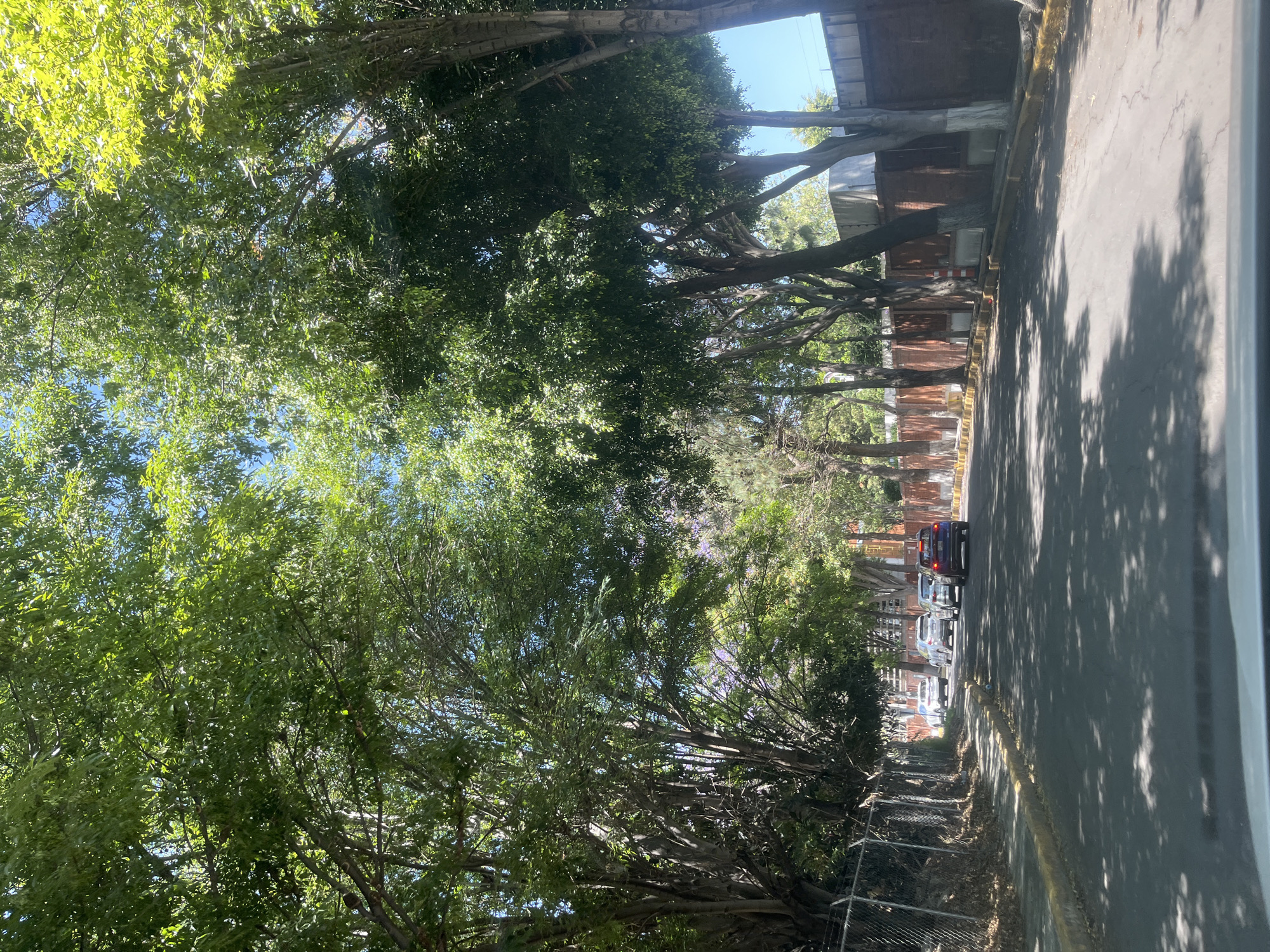The image depicts a tree-lined street in Puebla, Mexico, viewed from inside a vehicle looking forward. A dense canopy of various green trees, with hints of purple blossoms, shades the street, allowing dappled sunlight to create prominent shadows on the asphalt road. The sky, visible through gaps in the foliage, is clear and bright blue.
The two-lane road is paved with worn asphalt, showing some cracks, and is bordered by yellow-painted curbs on both sides. On the left, a chain-link fence runs alongside a densely vegetated area. On the right, a reddish-brown brick-like wall or fence is visible behind the curb, with several tree trunks painted white at their bases. Further down the street on the right, buildings with reddish-orange brick facades and a concrete structure are partially visible. A single orange and white traffic cone stands on the right shoulder, partially obscured by a tree.
Several vehicles are observed in the distance, traveling away from the viewer. The most prominent is a dark blue/purple SUV, followed by a silver sedan, a white hatchback, and a white sedan further back. No individuals are explicitly visible. The very bottom of the frame shows the white dashboard of the vehicle from which the photograph was taken. The scene is illuminated by bright daylight, indicating a sunny environment.