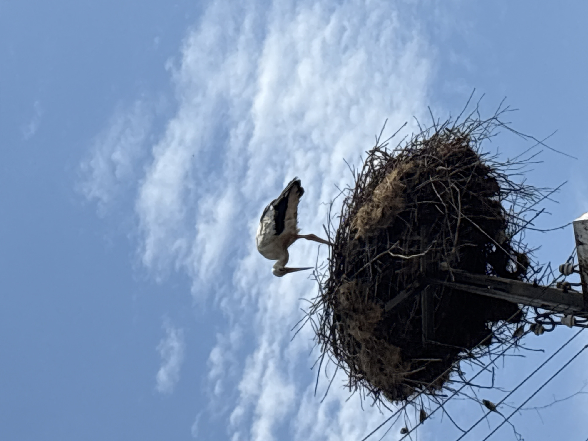 A low-angle shot depicts a white stork perched on a large nest constructed on top of an electric pole. The nest appears to be made of twigs and dried grass. The sky is visible with scattered clouds. Electrical wires are running from the electrical pole. The location is Biaga, Bulgaria.