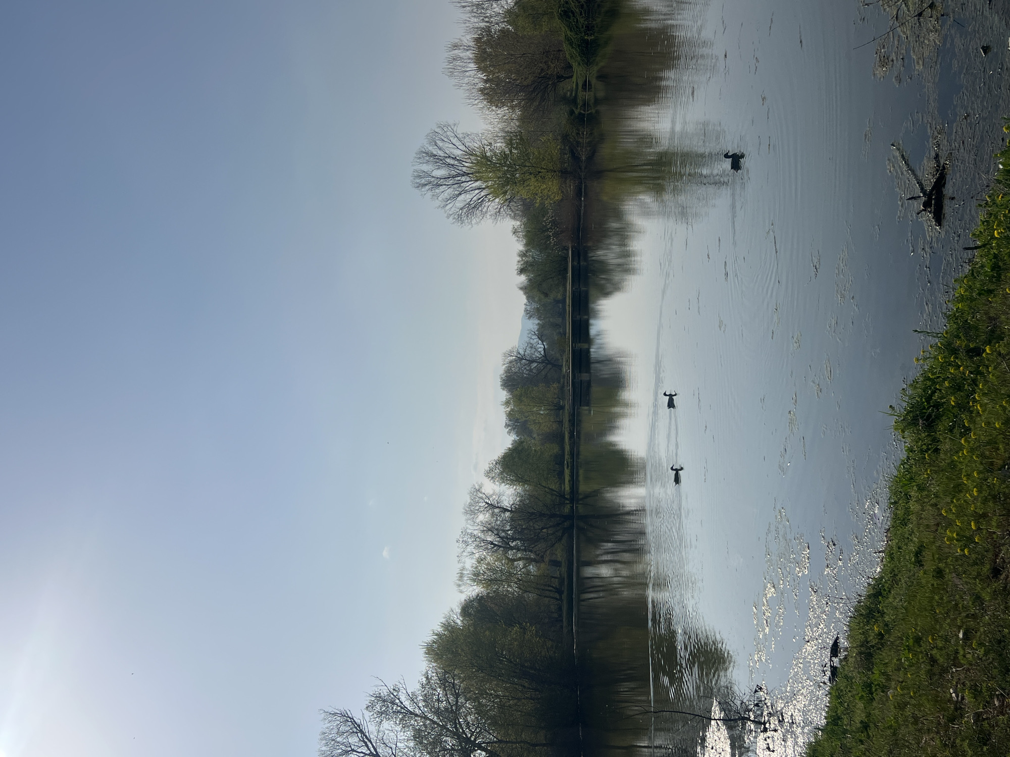 The image shows a body of water with trees lining one side, and grass and yellow flowers on the opposite side. There are three birds swimming in the water. The sky is light blue. The location is likely Zlokuchene, Bulgaria based on the request, but no distinct features confirm this.
